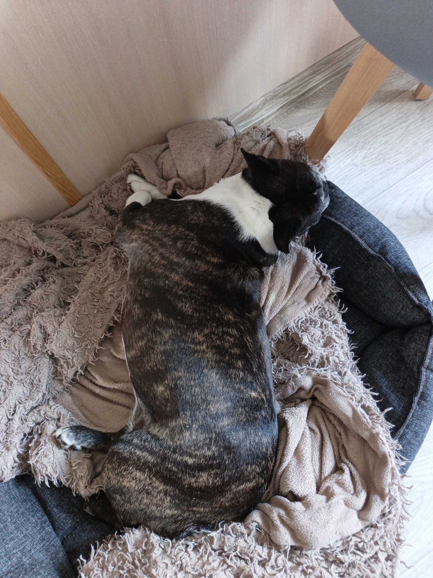 A brindle and white French Bulldog is sleeping on a dog bed. The dog bed is covered with two blankets, one tan and one grey. The dog is lying on its side, with its head resting on its paws. The dog bed is placed on a wooden floor. The scene appears to be in a living room. There is a chair in the background, partially visible. The image is taken from a top-down perspective. This image does not provide any information about the location in the city of Pshada, Russia.