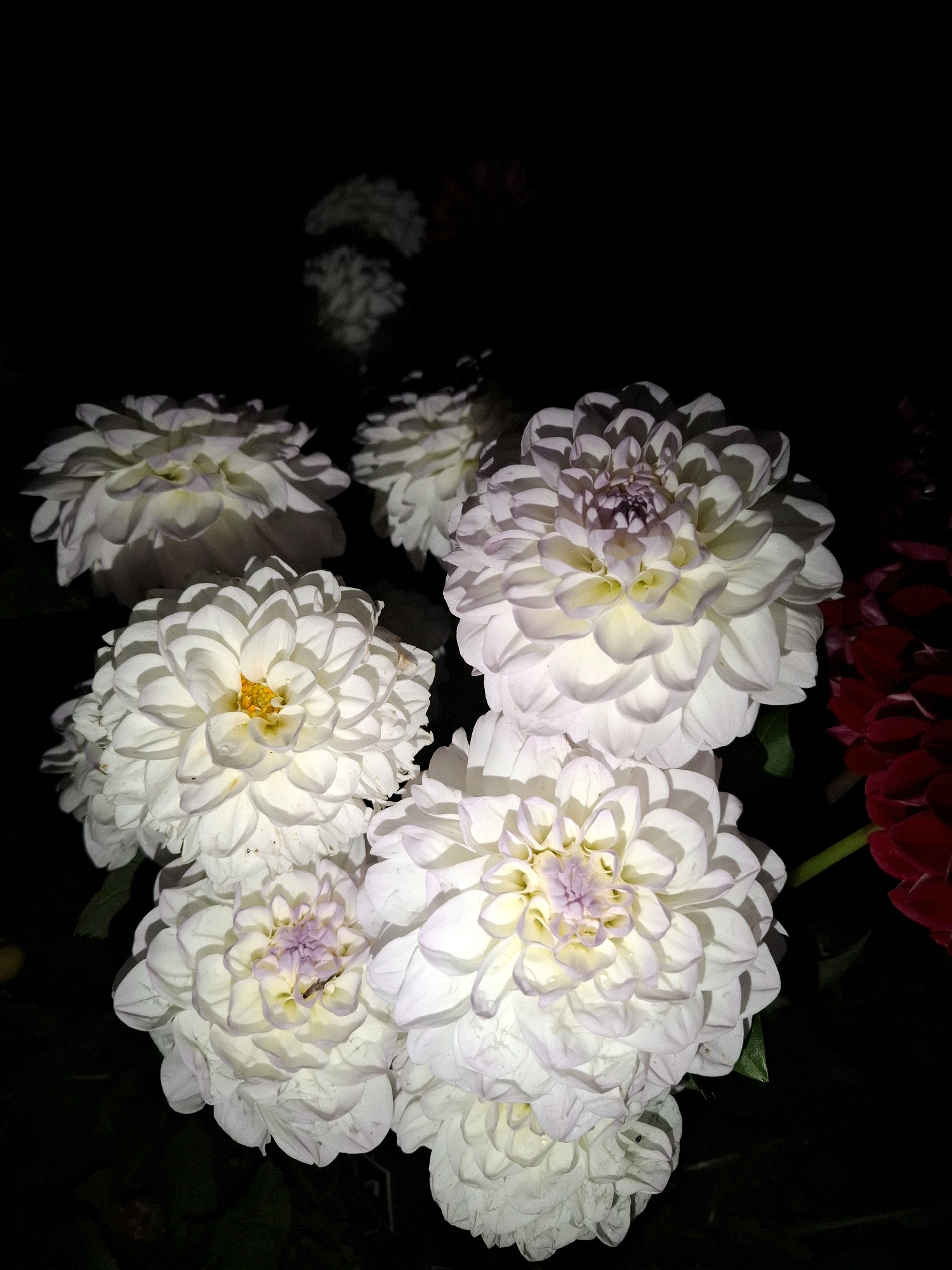 In a dark, outdoor environment, a cluster of large, white dahlias with delicate pink and yellow centers is in full bloom. The flowers are arranged closely together, with their layered petals creating a sense of depth and texture. The dark background emphasizes the bright white of the dahlias, with hints of red dahlias visible on the right side of the frame, and lighter dahlias blurred in the background. The image does not provide any information about the city of Tyumen, Russia.