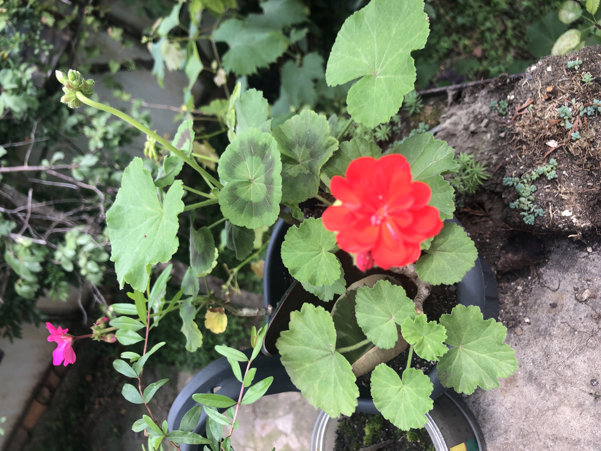 A close-up, high-angle shot shows a potted red geranium plant with large, lobed leaves and a vibrant red flower. The plant is in a dark plastic pot, situated on a rough, concrete surface outdoors. To the left, a metal can with green and yellow markings is partially visible, also containing soil and small green plants. Behind the geranium, a pink flower blooms on a slender stem, surrounded by green foliage and the faint outline of a building or wall. The background is blurred, dominated by various shades of green from other plants and trees. The overall scene suggests a garden or balcony setting within a natural, somewhat overgrown environment. There are no people or animals present. The image does not contain any specific indicators that would allow for identification of a location in Chiatura, Georgia.