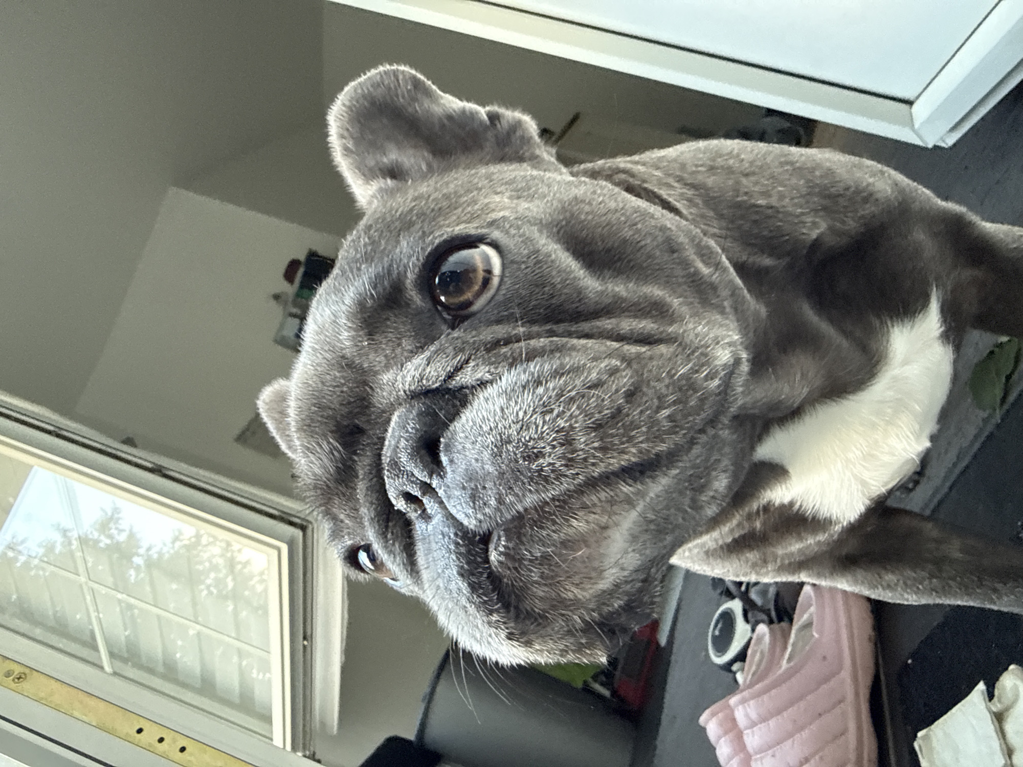 A close-up, low-angle, eye-level shot captures a grey French Bulldog from the shoulders up. The dog is positioned centrally, facing forward with its head tilted slightly upwards. Its large, expressive brown eyes are prominent, and its snout is wrinkled. A white patch of fur is visible on its chest. The dog's ears are perked.
The background is blurred and out of focus, suggesting an indoor setting. To the left, a partially open window with a white frame and grid pattern is visible, letting in natural light. The window appears to be at eye-level with the dog. A dark trash can is slightly visible behind the dog to the left. In the foreground, a pair of pink slip-on shoes and other unidentifiable objects are on the floor.
The image is devoid of any specific landmarks or clues that would indicate its location in Bad Sachsa, Germany. The scene is generic to a residential interior.