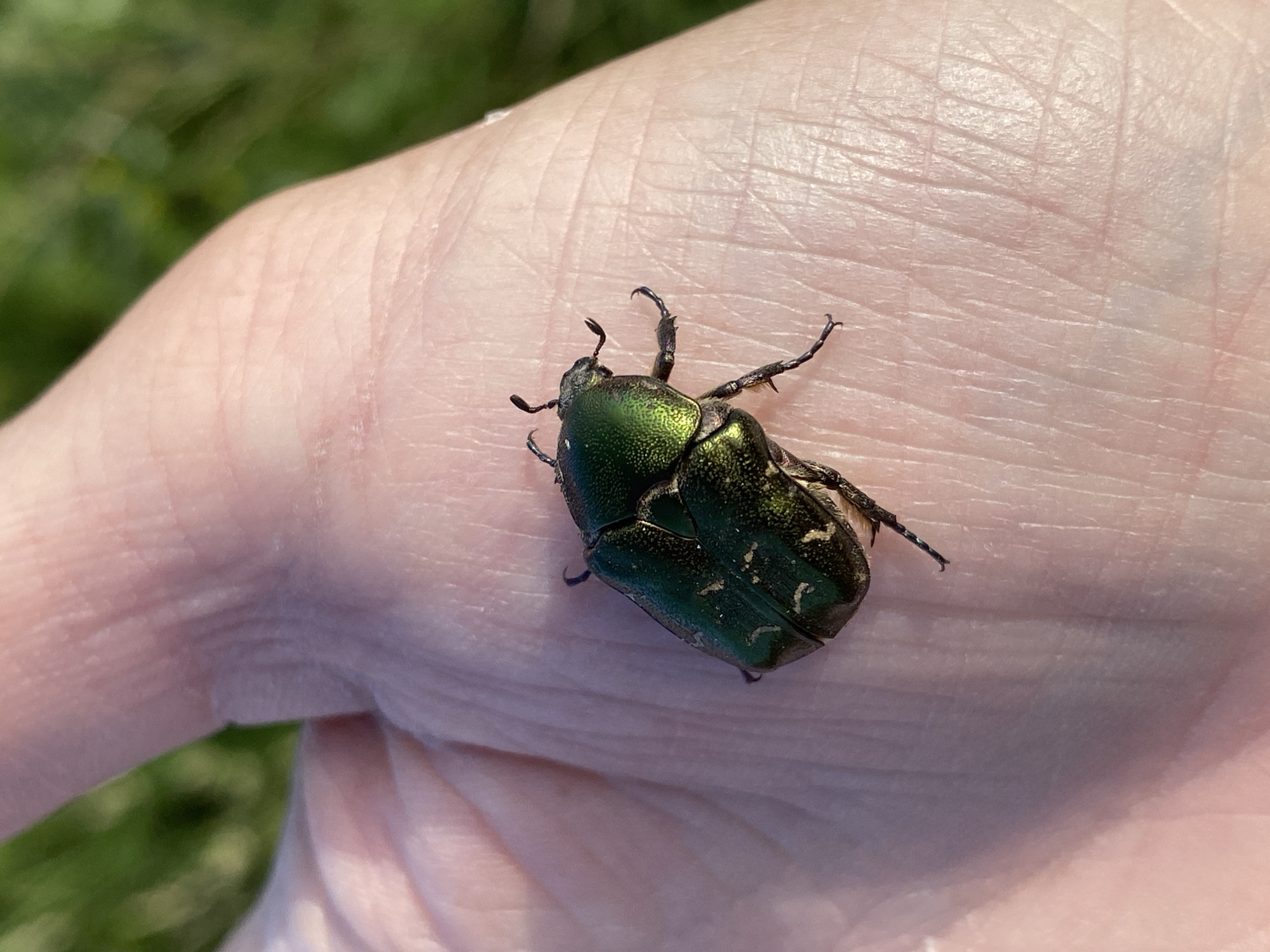 A close-up, high-angle shot shows a metallic green beetle resting on the palm of a person's hand. The beetle, with its segmented body and visible legs and antennae, is positioned diagonally across the palm. The skin of the hand displays prominent wrinkles and texture. In the blurred background, green foliage suggests an outdoor setting, likely during the daytime due to the bright lighting. The image is taken in Protvino, Russia.
