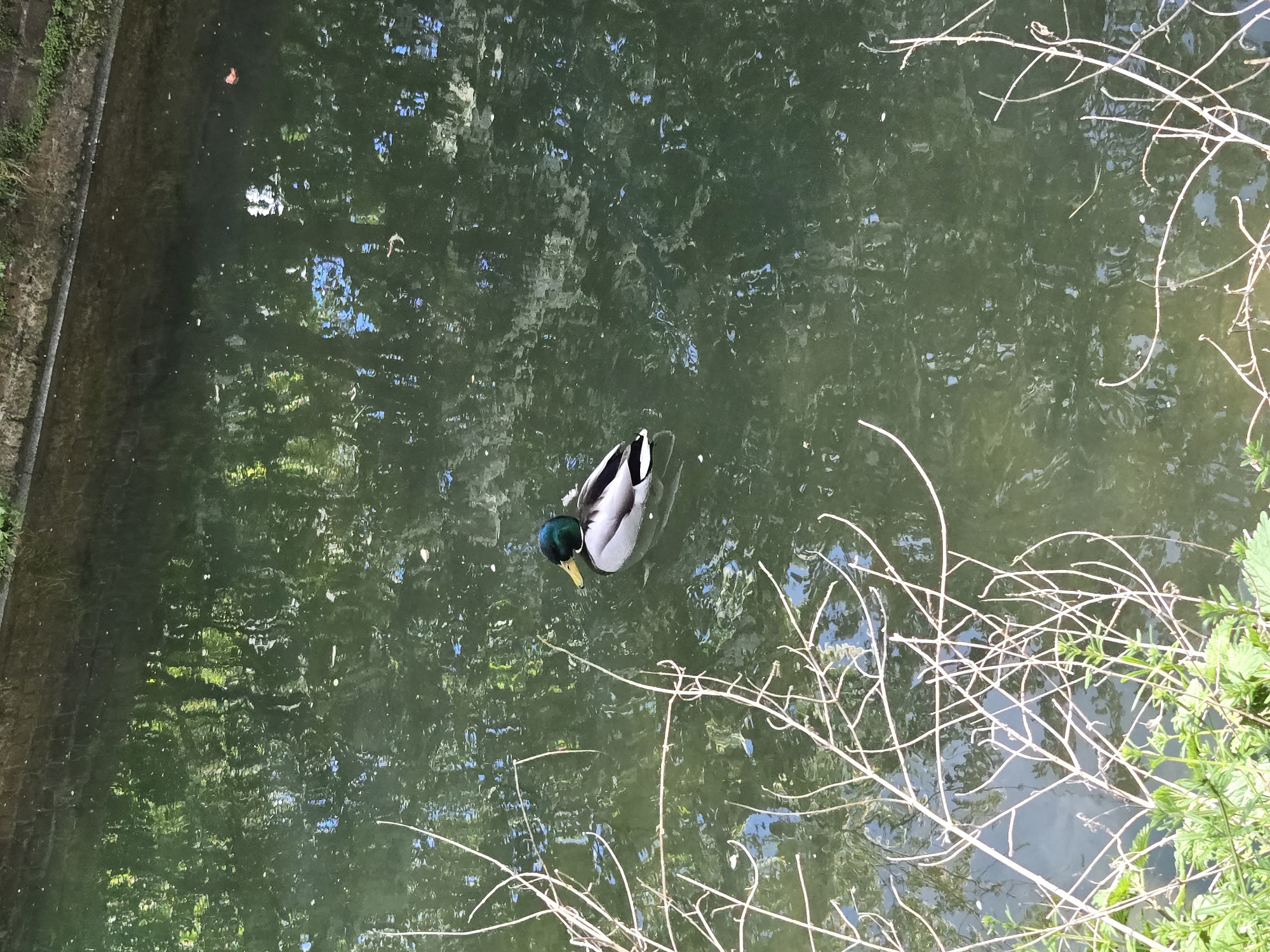 The image depicts a mallard duck swimming in a body of water. The water's surface reflects the surrounding environment, creating a distorted view of trees and sky. The duck is positioned near the center of the frame, with its distinctive green head and yellow bill visible. In the foreground to the right of the image, bare branches and some green foliage are visible, indicating the presence of vegetation along the water's edge. On the left side of the frame, a stone wall or embankment is observed. The setting appears to be a natural environment within an urban area. The presence of a man-made structure like the stone wall suggests this may be a managed or cultivated green space. Given the information, it is impossible to determine if this image was taken in the city of London, United Kingdom.
