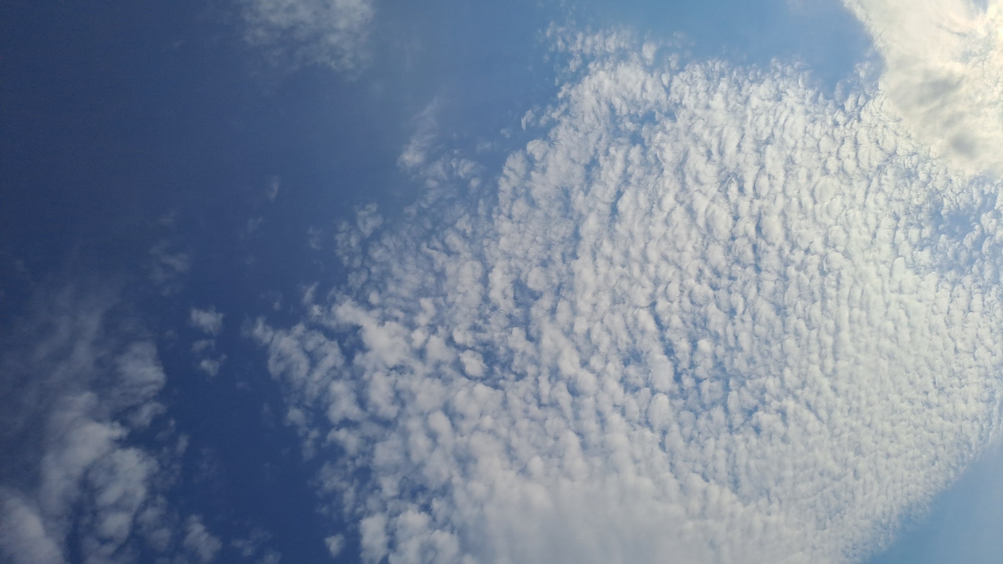 The image shows a clear blue sky filled with a vast expanse of small, fluffy white clouds. These clouds are scattered across the sky in a pattern that resembles ripples or scales, with a denser concentration in the lower left portion of the frame and thinning out towards the upper right. The sunlight is illuminating the clouds from above, creating bright highlights and subtle shadows that give them a three-dimensional appearance. The sky transitions to a lighter blue hue near the horizon, which is not visible in the frame. There are no visible landmarks, buildings, or people in the image, indicating it is a photograph taken outdoors, looking directly up at the sky, likely in an open area within Kolomyia, Ukraine, given the context provided. The overall impression is one of a bright, serene day with a beautiful cloud formation.