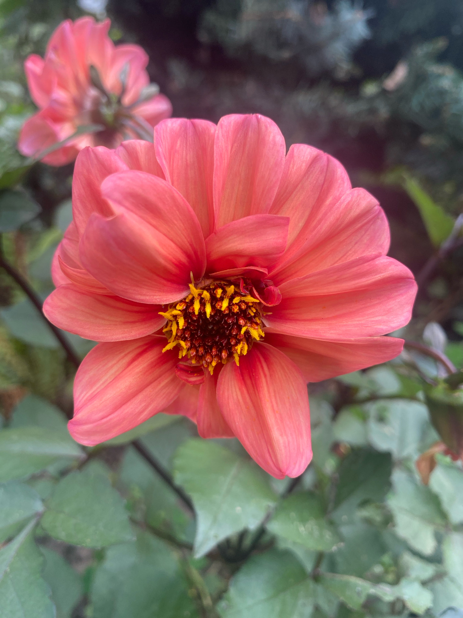 The image shows a close-up of a vibrant coral-pink dahlia flower in bloom. The flower's petals are layered and slightly curved, with delicate veins visible. The center of the flower features a cluster of dark brown stamens tipped with bright yellow pollen. The flower is the primary subject, with its details sharply in focus.
In the background, there are other blurred elements suggesting a garden setting. To the left, a second dahlia, also coral-pink, is partially visible and out of focus. Behind the main flower, dark green foliage and what appears to be the darker green needles of a coniferous tree are visible, also blurred.
The lighting appears to be natural, likely daylight, creating soft shadows and highlighting the texture of the petals. The overall impression is one of natural beauty and the vibrancy of a blooming flower.
The location of the image is identified as Kniazhychi, Ukraine. This information suggests the photograph was taken outdoors in a garden or park within this specific geographical area. No people, actions, or interactions are depicted in the image. The scene is purely botanical, focusing on the aesthetic qualities of the flower and its immediate surroundings.