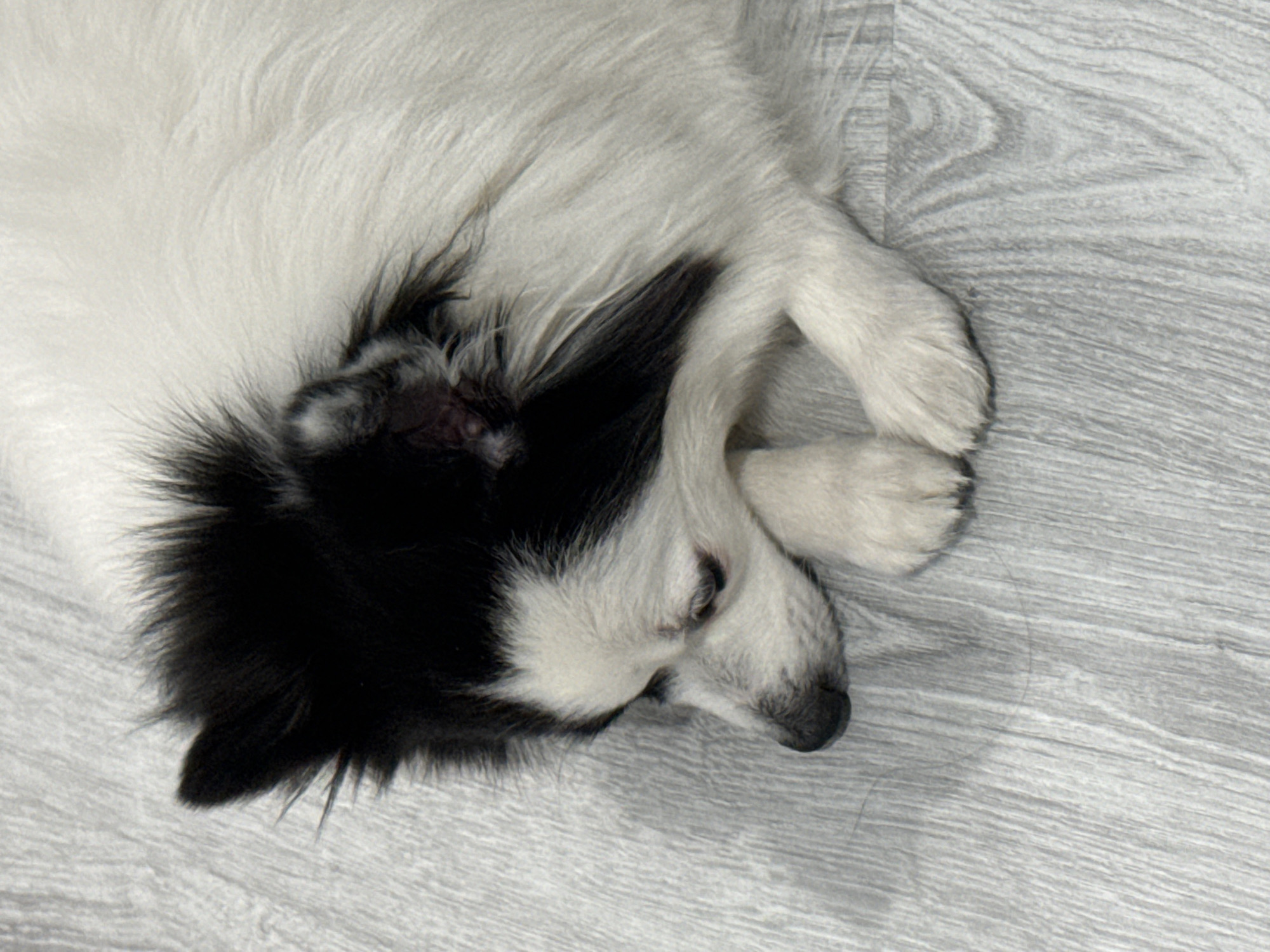 A black and white dog is curled up on a grey wood-look floor. The dog appears to be sleeping. The location is unknown and there is no evidence to indicate this photo was taken in the city of Stara Zagora, Bulgaria.