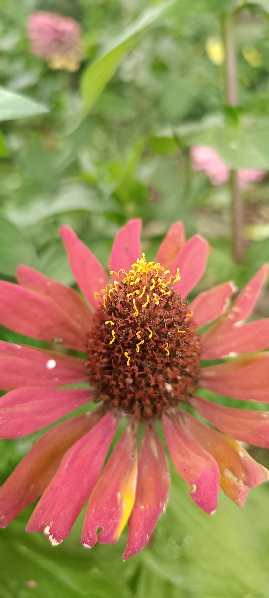 A close-up, vertical shot focuses on the center of a pink zinnia flower with a brown, textured center. The center has delicate yellow stamens curled at the ends. The pink petals radiate outwards, some showing slight damage or discoloration with hints of yellow and orange. The background is a soft blur of green foliage and other out-of-focus flowers, suggesting an outdoor garden setting. The image is taken in Karsha, Russia.