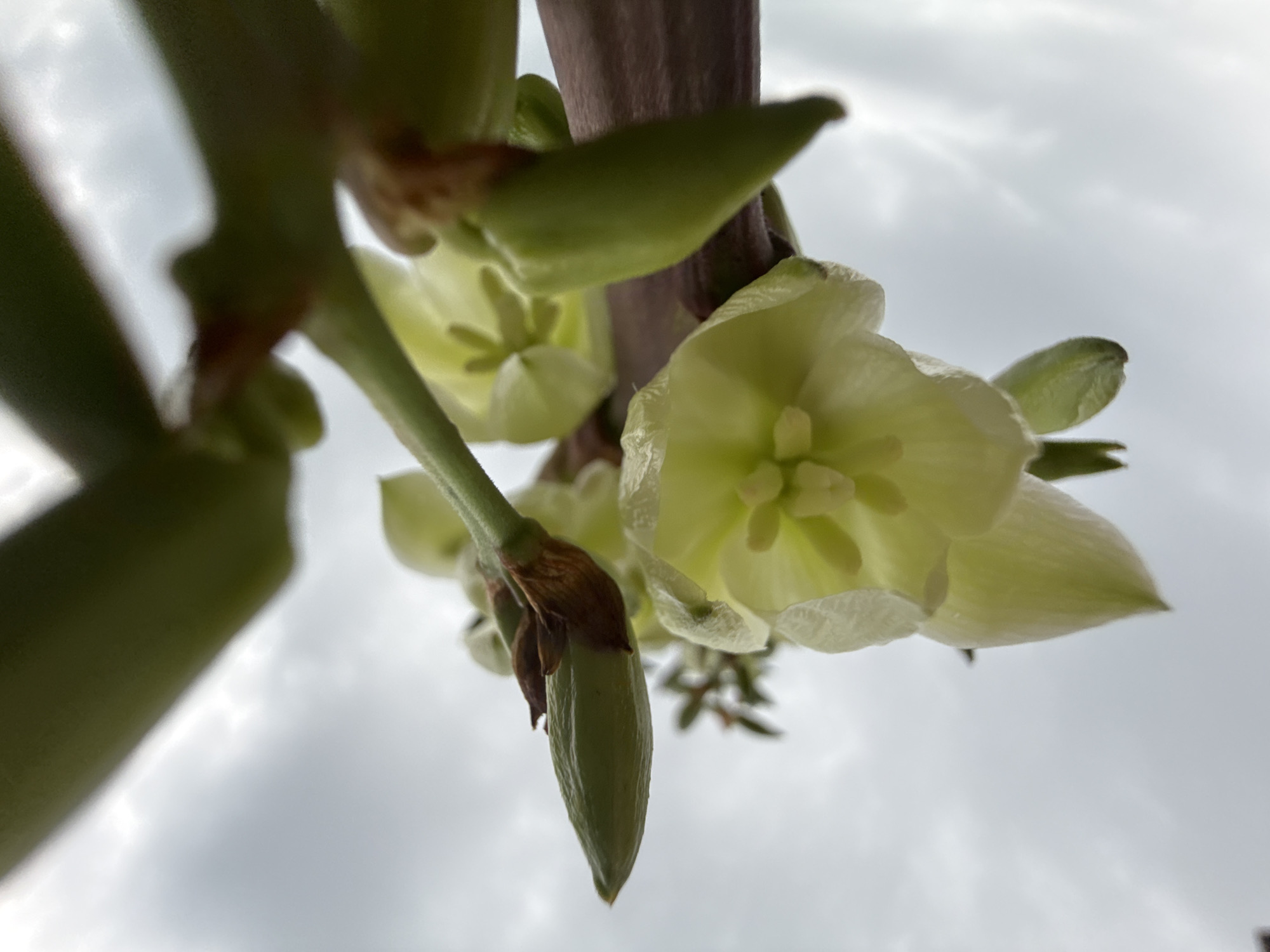 A close-up, low-angle shot captures a cluster of pale yellow, bell-shaped flowers blooming on a green stem against a cloudy sky. One prominent flower in the foreground shows its delicate petals unfurling, revealing its inner structure. Buds are visible among the blooms, suggesting the plant is in the process of flowering. The lighting suggests an overcast day, possibly in the city of Pavlovka, Russia, where this plant was observed. The image's focus is on the botanical details of the flowers and their immediate surroundings.