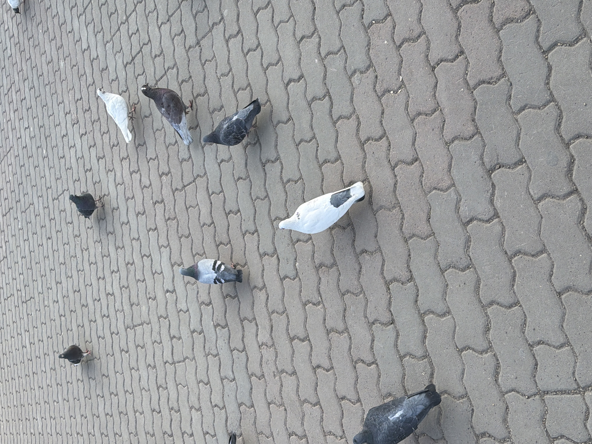 The image shows a cluster of pigeons on a paved surface in Krasnoyarsk, Russia. The surface is composed of interlocking gray concrete pavers. There are nine pigeons visible, some are various shades of gray and white, while others are a solid gray color. They are scattered across the pavers. The perspective is from above, capturing the birds as they walk.