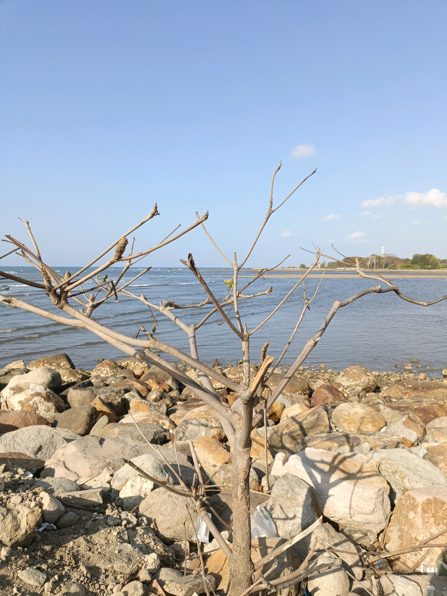The image depicts a close-up view of a barren tree with thin branches in the foreground. Behind the tree, a rocky shoreline leads to a body of calm water. The water extends to the horizon, where a faint landmass with trees and a structure resembling a lighthouse is visible under a clear blue sky with a few wispy clouds. The scene appears to be located on a beach or coastal area, possibly in Bulukumba, Indonesia, given the visual context of such landscapes. No people or animals are present in the image. The overall impression is one of a tranquil, natural environment.