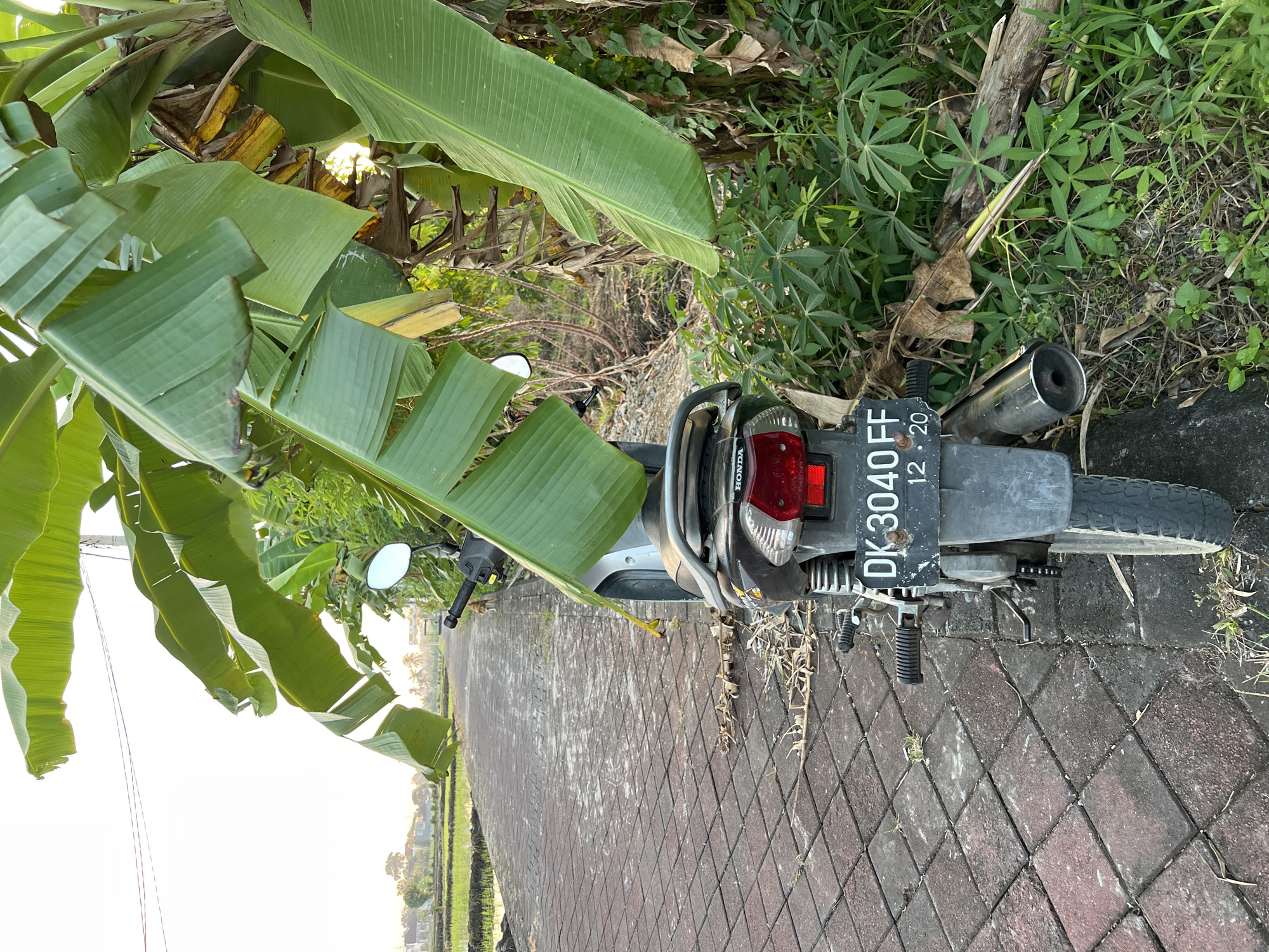 This image captures a rural or semi-rural scene in Mengwi, Indonesia, featuring a parked scooter and lush tropical vegetation adjacent to agricultural land.
In the foreground, a dark-colored Honda scooter, identifiable by the rear taillight and a partial "HONDA" emblem above it, is positioned with its rear wheel closest to the viewer. The license plate, "DK 3040 FF," is visible below the taillight, with "12 20" stamped beneath the main number. The scooter's exhaust pipe extends horizontally from the right side. The vehicle rests on a paved pathway constructed from reddish-brown, rectangular interlocking pavers. The path shows signs of wear and minor organic debris, including dried leaves and sparse green shoots growing between the pavers.
To the immediate right of the scooter, a dense array of large, green banana leaves dominates the frame, some exhibiting natural wear, minor tearing, and slight yellowing. Beneath these larger leaves, smaller, multi-lobed green plants, possibly cassava, grow close to the ground, interspersed with various other wild grasses and dry plant matter.
The paved pathway extends into the mid-ground, leading toward a brighter, somewhat hazy horizon. To the left of the path, a flooded rice paddy with young green shoots is visible, indicating active agriculture. In the distant background, several residential structures with light-colored roofs are discernible, nestled among trees under a bright, overcast or hazy sky. A faint, light-colored object, possibly an animal, is barely discernible near the scooter's front wheel in the mid-ground. No human figures are present. The lighting suggests either early morning or late afternoon conditions.
