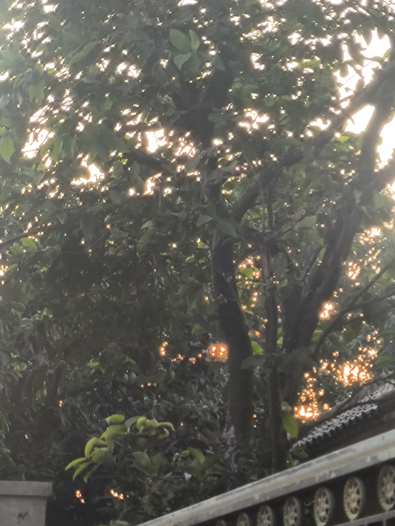 The image depicts a close-up view of dense foliage from a tree, with sunlight filtering through the leaves and creating a dappled effect. The light is warm and golden, suggesting it is either sunrise or sunset. In the foreground, there is a glimpse of a fence or wall with a decorative pattern, and a tiled roof is visible to the right. The setting appears to be an outdoor environment, possibly a residential area in Cilegon, Indonesia, given the context. There are no people or discernible actions visible in the image. The overall impression is one of natural beauty enhanced by the warm light.