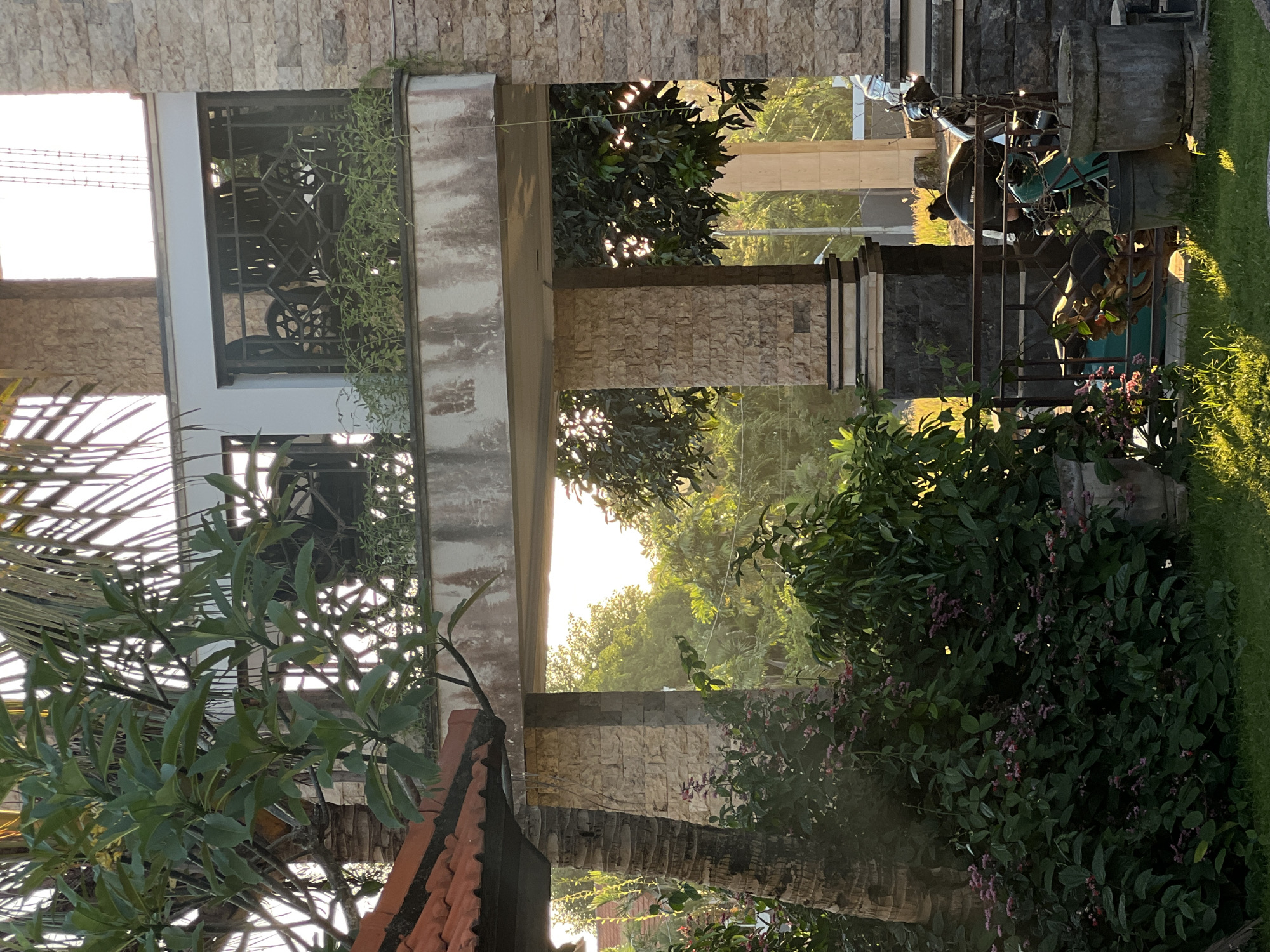 A sun-drenched outdoor scene in North Kuta, Indonesia, depicts a tranquil garden or courtyard adjacent to a stone-clad building, illuminated by the warm light of either sunrise or sunset. The light casts long shadows and creates a serene atmosphere.
The architecture features walls and pillars adorned with textured, light-colored stone cladding. A multi-level structure is suggested, with prominent windows framed by dark, intricate metal grilles that display a geometric pattern. A vibrant green vine drapes over one of these grilles, adding a natural touch to the building's facade. Parts of a terracotta-tiled roof are visible in the lower-left foreground, blending traditional elements with the stone construction.
Lush tropical vegetation dominates the setting. Numerous trees with dense green foliage are scattered throughout, and sunlight filters through their leaves, creating dappled patterns. Bushes with small clusters of pinkish-purple flowers add splashes of color. Large, broad leaves, possibly from a palm or similar tropical plant, are visible in the foreground. The ground on the right is covered with vibrant green grass.
On the right side of the image, behind a metal fence or railing, a black motorcycle, likely a scooter, is parked. Two large, dark grey planters stand nearby. The sun is visible as a bright glow through the trees in the background, emphasizing the golden hour lighting.
The scene conveys a peaceful and natural ambiance, characteristic of a tropical retreat, with its blend of rustic architecture and abundant greenery. No people or overt activities are present, allowing the focus to remain on the architectural and natural elements. No visible text is discernible.