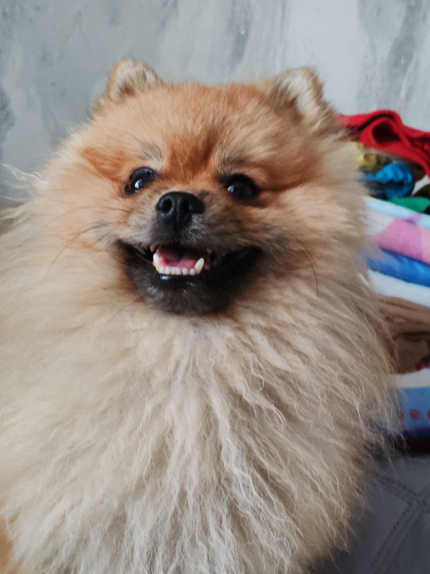 A close-up shot features a Pomeranian dog with light brown fur. The dog's mouth is open, revealing its teeth, and its tongue is visible. The background is blurred, showing a grey, textured wall and a pile of colorful fabric items, including red, blue, and pink hues. There are no discernible elements that would indicate the specific location within the city of Komsomolsk-on-Amur, Russia.