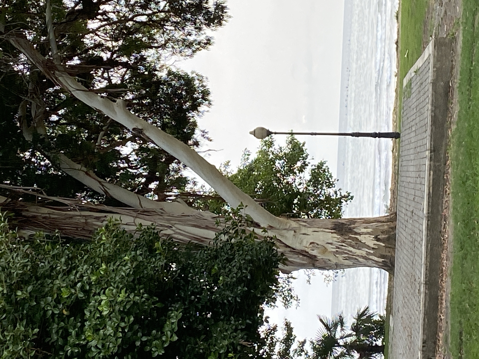 The image captures a serene coastal scene in Sokhumi, Abkhazia. A large, mature tree with striking white and brown bark dominates the foreground, its branches stretching towards the sky and casting shadows on the surroundings. To the left of the tree, dense green foliage creates a lush backdrop. In the middle ground, a paved walkway, constructed with grey interlocking bricks, extends towards the sea. A black lamppost stands on the walkway, its classical design complementing the natural beauty of the scene. Beyond the walkway, the tranquil sea stretches to the horizon, with gentle waves lapping against the shore. A line of distant boats is visible on the water, adding a touch of human presence to the otherwise natural landscape. The sky is overcast, with soft, diffused light bathing the entire scene in a gentle glow. A small palm tree is visible to the left, further emphasizing the subtropical character of Sokhumi. The ground in the foreground is covered with neatly manicured green grass, suggesting a well-maintained public space.