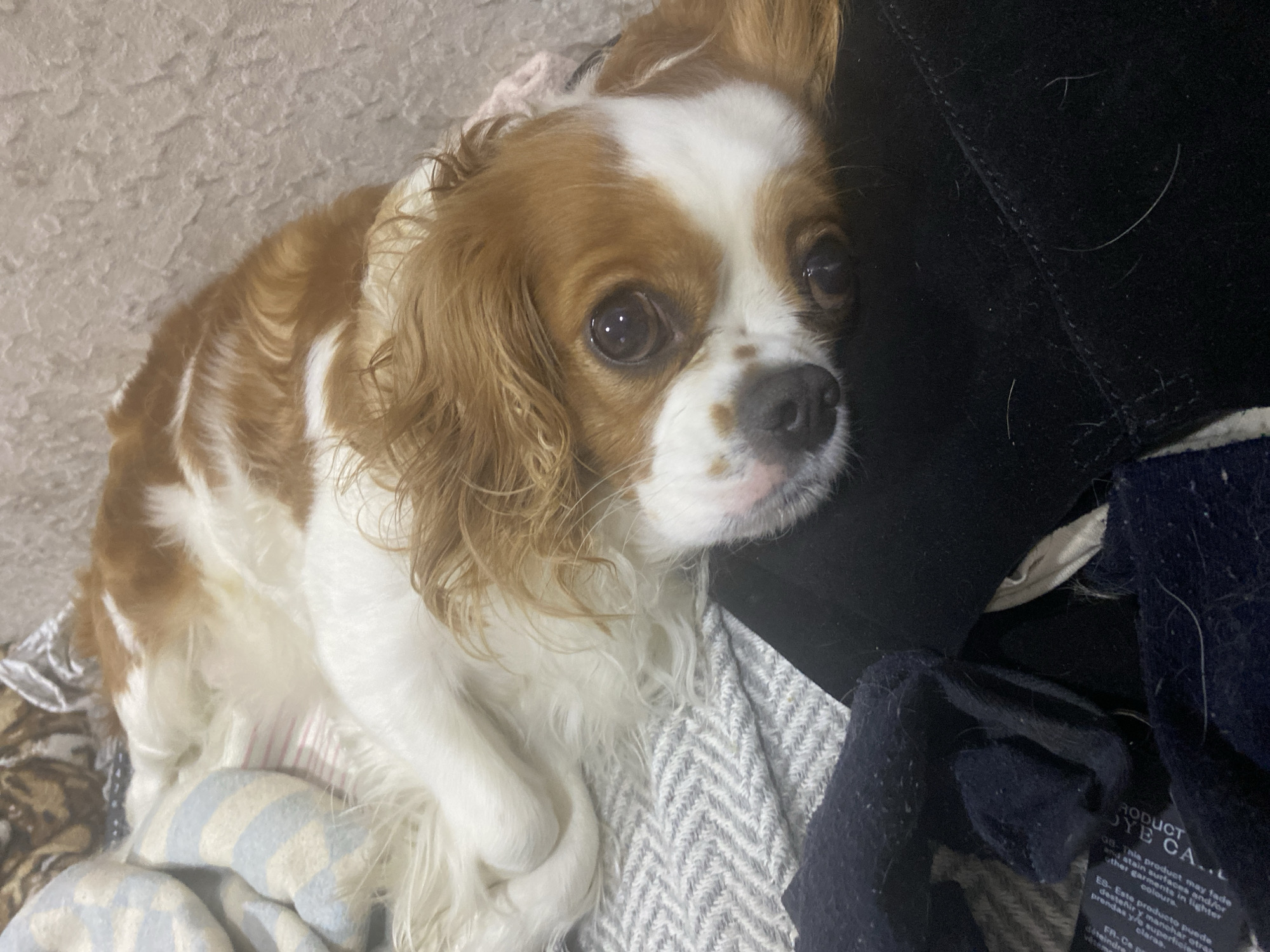 A King Charles Spaniel dog lies on a textured, possibly fabric surface, with its head resting on a black material. The dog has brown and white fur. Its eyes are dark and appear to be looking towards the camera. The background is blurred, showing hints of blankets and a textured wall. The scene is dimly lit. The location is unknown.