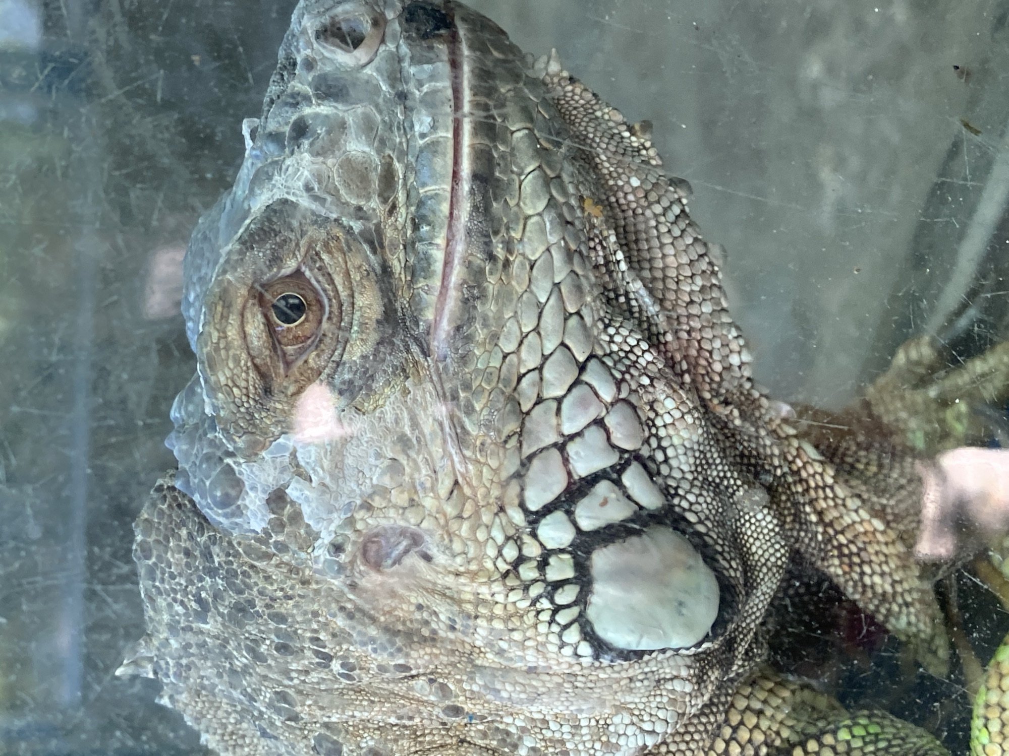 This is a close-up, slightly blurry, eye-level photograph of an iguana's head, viewed through glass. The iguana's scales are detailed, with a mix of tan, gray, and white coloration. Its eye is visible, with a dark pupil and a brown iris. The texture of its skin is rough and reptilian. The background is indistinct and appears to be a dimly lit enclosure. There are faint reflections on the glass, obscuring some of the details. The scene depicts the iguana in what appears to be a zoo or a pet enclosure, likely indoors, in Belgrade, Serbia.