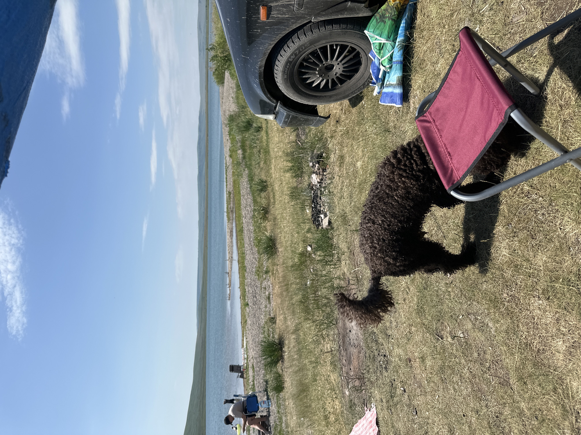 A dark-colored poodle stands with its head lowered to the ground on a grassy shore by a body of water. In the background, a calm lake stretches towards a hazy horizon under a bright blue sky with scattered clouds. Hills are visible on the far shore. To the left of the poodle, a person sits in a blue camping chair near the water's edge. A black car is parked to the right of the frame. In the foreground, a small, maroon foldable stool rests on the grass. The scene appears to be a picnic or camping area by the lake.