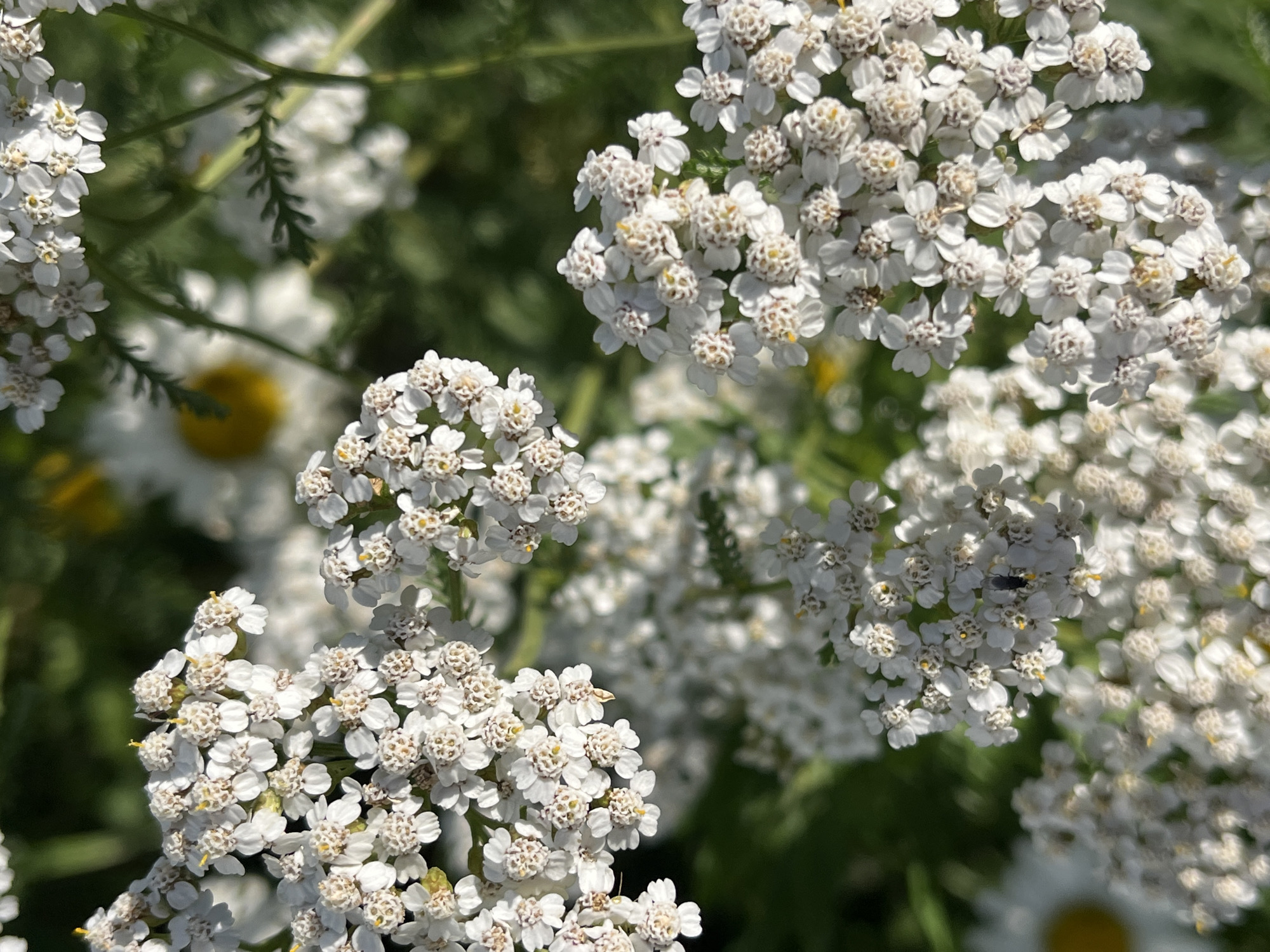 The image captures a close-up view of a cluster of white yarrow flowers in Il'ino, Russia. The flowers are small and delicate, with many tiny petals clustered together to form a larger bloom. Some of the flowers have yellow centers. The background is a blur of green foliage, with hints of yellow from what appear to be other flowers, possibly daisies, further in the distance. The lighting suggests it is daytime, with sunlight casting shadows and highlighting the textures of the petals. There is a small, dark insect, possibly a fly, visible on one of the flower heads. The overall impression is one of a natural, outdoor setting, likely a garden or a field, with a focus on the intricate details of the flowers.