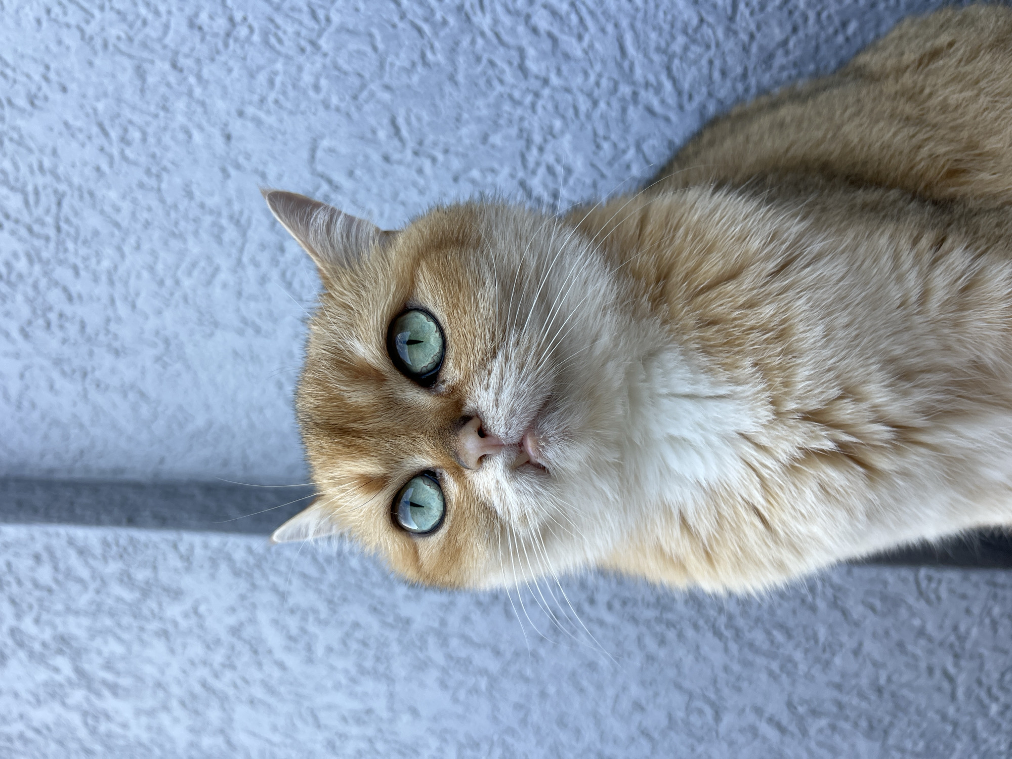 A ginger or golden-furred cat with striking green eyes looks directly into the camera. Its head is slightly tilted, and its expression appears attentive and curious. The cat has prominent white whiskers and white fur on its chest and around its mouth, contrasting with the warm golden tones of its main coat. The background is a light blue-grey, textured surface, possibly a stucco wall or similar architectural feature, which appears out of focus behind the cat. The lighting is bright and natural, suggesting daytime. The image is a close-up, focusing primarily on the cat's face and upper body. The texture of the wall and the cat's fur are visible, with subtle shadows indicating the contours of the surface. No human subjects or discernible objects are present, nor is any text visible. The scene takes place in Bjeliši, Montenegro.
