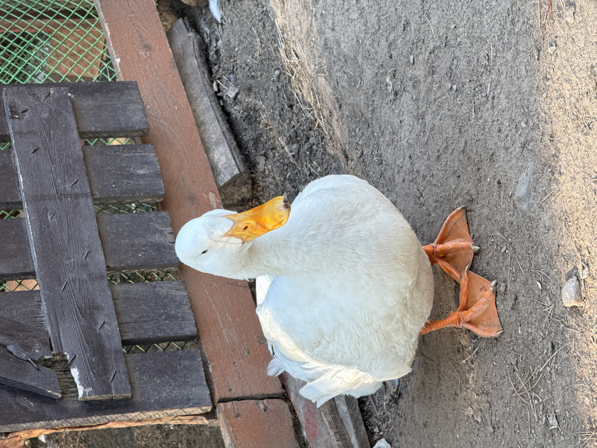 A white duck stands on the ground, its head tucked under its wing. The ground is dirt with scattered small rocks and twigs. To the left of the duck is a wooden structure made of planks. A green metal fence is partially visible in the upper left corner. The setting appears to be an outdoor area in daylight. There is no evidence to establish the location as Chaikovsky, Russia.