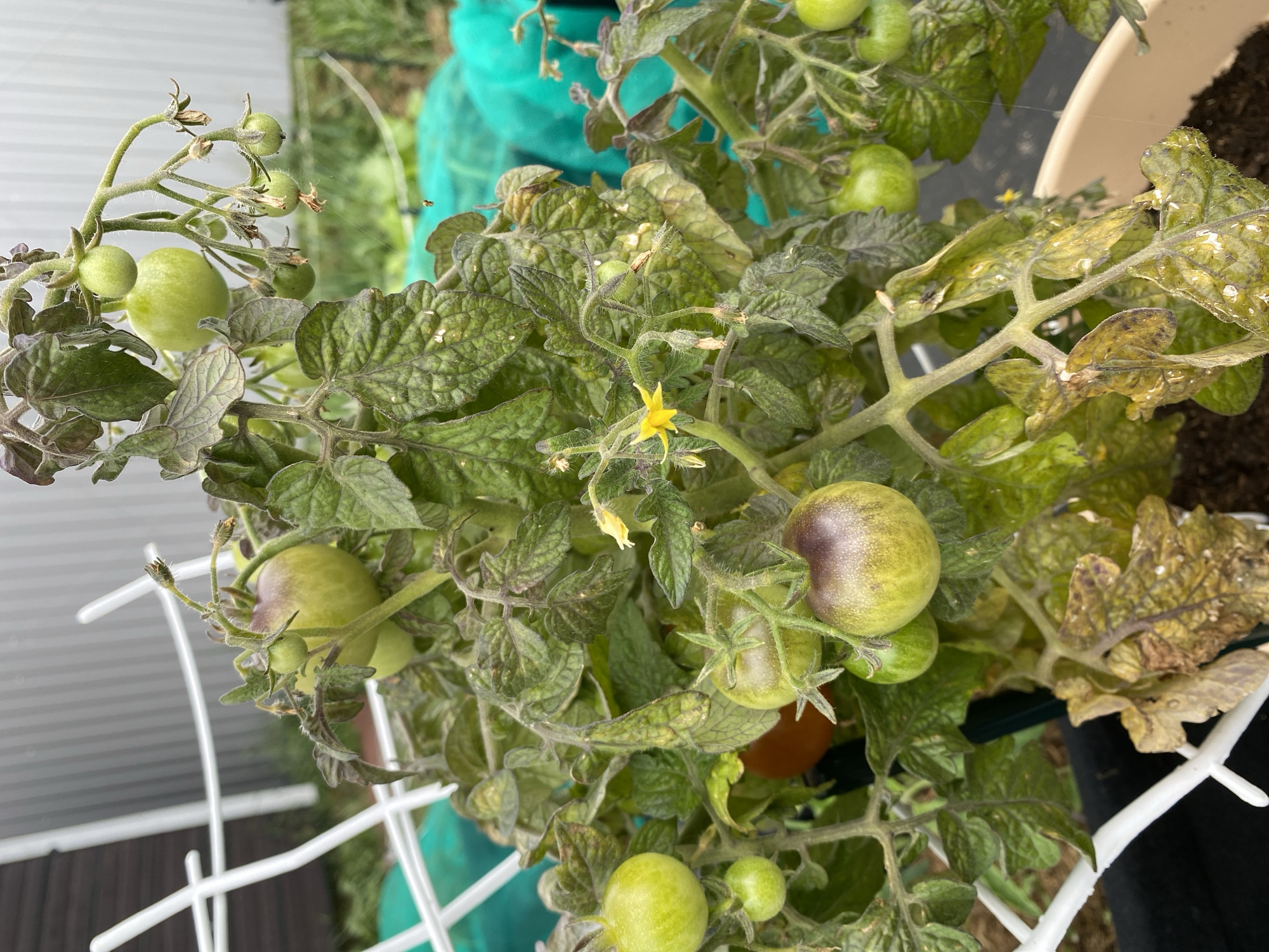 A close-up, eye-level shot captures a tomato plant with unripe green and purple-tinged tomatoes, along with a single yellow flower, in what appears to be an outdoor garden setting. The plant has dark green, somewhat wilted leaves that show signs of stress, with some leaves appearing brown and dried. The tomatoes are clustered on thin stems, and some are partially obscured by the foliage. A white trellis provides support for the plant. In the background, a grey corrugated metal fence and blurred green netting are visible, suggesting a utilitarian or agricultural environment. The lighting is overcast, creating soft shadows. The image is a still photograph with no discernible movement.