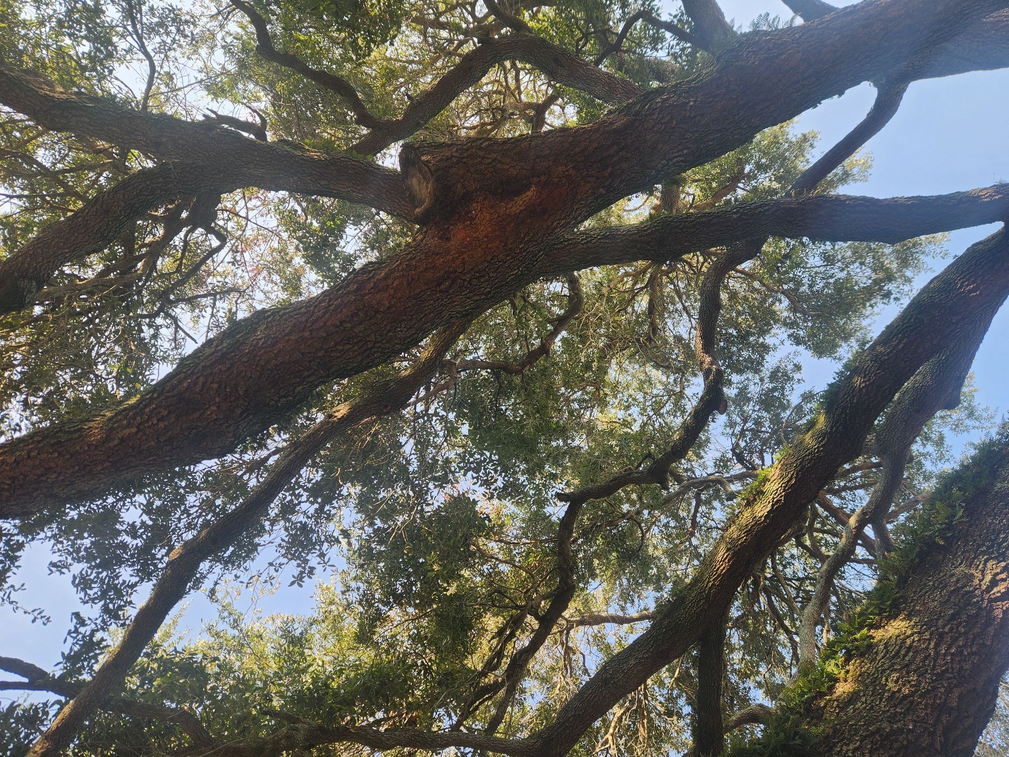 The image is a low-angle shot looking up at the canopy of a large, mature oak tree against a clear blue sky. The thick, gnarled branches of the tree dominate the frame, with their rough, textured bark illuminated by sunlight. Lush green leaves are visible throughout the canopy, creating a dense, leafy ceiling. Some of the branches appear to be covered in moss or lichen, adding to the natural, aged aesthetic. The lighting suggests it is daytime, with the sun filtering through the leaves. The scene appears to be in a natural outdoor setting, likely a park or a wooded area. The image is a photograph taken in Altamonte Springs, United States of America.