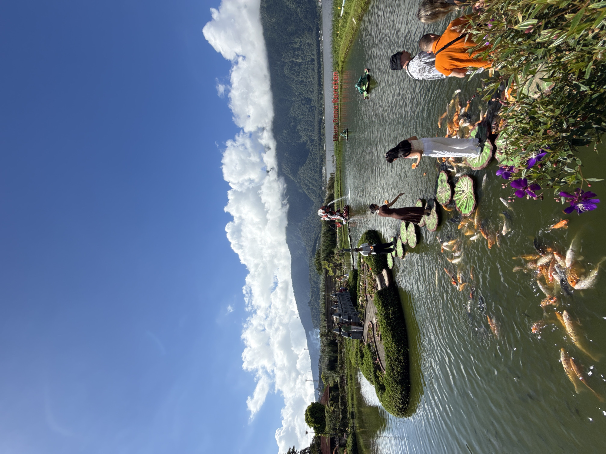 The image captures a scene at Ulun Danu Beratan Temple in Baturiti, Bali, Indonesia. The temple is located on Lake Beratan and it looks like there are lily pads in the water. People are standing on the lily pads feeding orange and white koi fish that are in the water nearby. There is a mountain in the background, and a blue sky with white fluffy clouds on the left side of the frame. There is also a garden in the bottom right corner of the image.