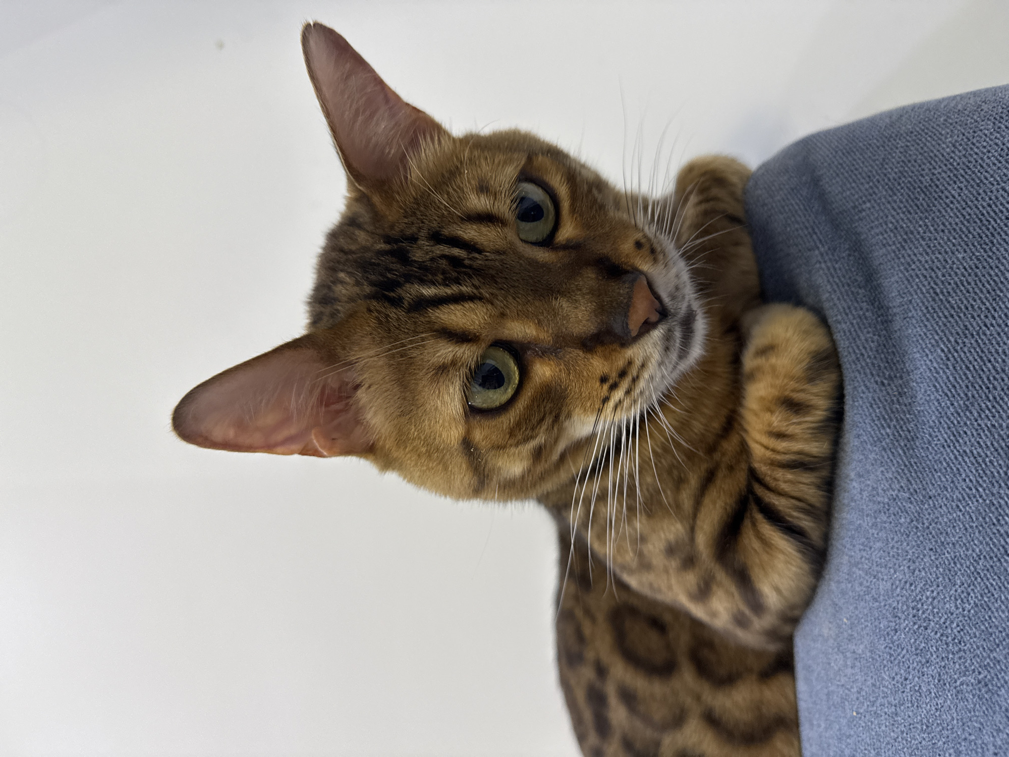 A Bengal cat is captured in a close-up, head-and-shoulders portrait against a plain white background. The cat is facing forward, with its head tilted slightly to the right, and its green eyes are looking directly at the camera. Its fur is a distinctive golden-brown with characteristic black spots and stripes. The cat is resting its front paws on a textured, blue surface, possibly a piece of furniture. The lighting is soft, illuminating the cat's features and highlighting the texture of its fur and the surface it is resting on. There is no indication of the location being in Sochi, Russia, nor any contextual information that would suggest this.