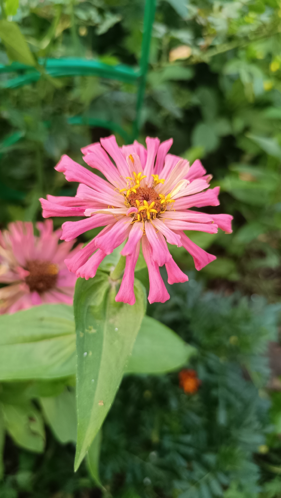 A close-up, vertical shot captures a single pink zinnia flower in the foreground, its petals fanning out and drooping slightly at the tips. The center of the flower is a cluster of yellow stamens surrounded by brown pistils. To the left and slightly out of focus, a second pink zinnia is visible. The background is a blur of green foliage and a faint glimpse of a green mesh structure, suggesting a garden setting. The image is taken in Karsha, Russia.