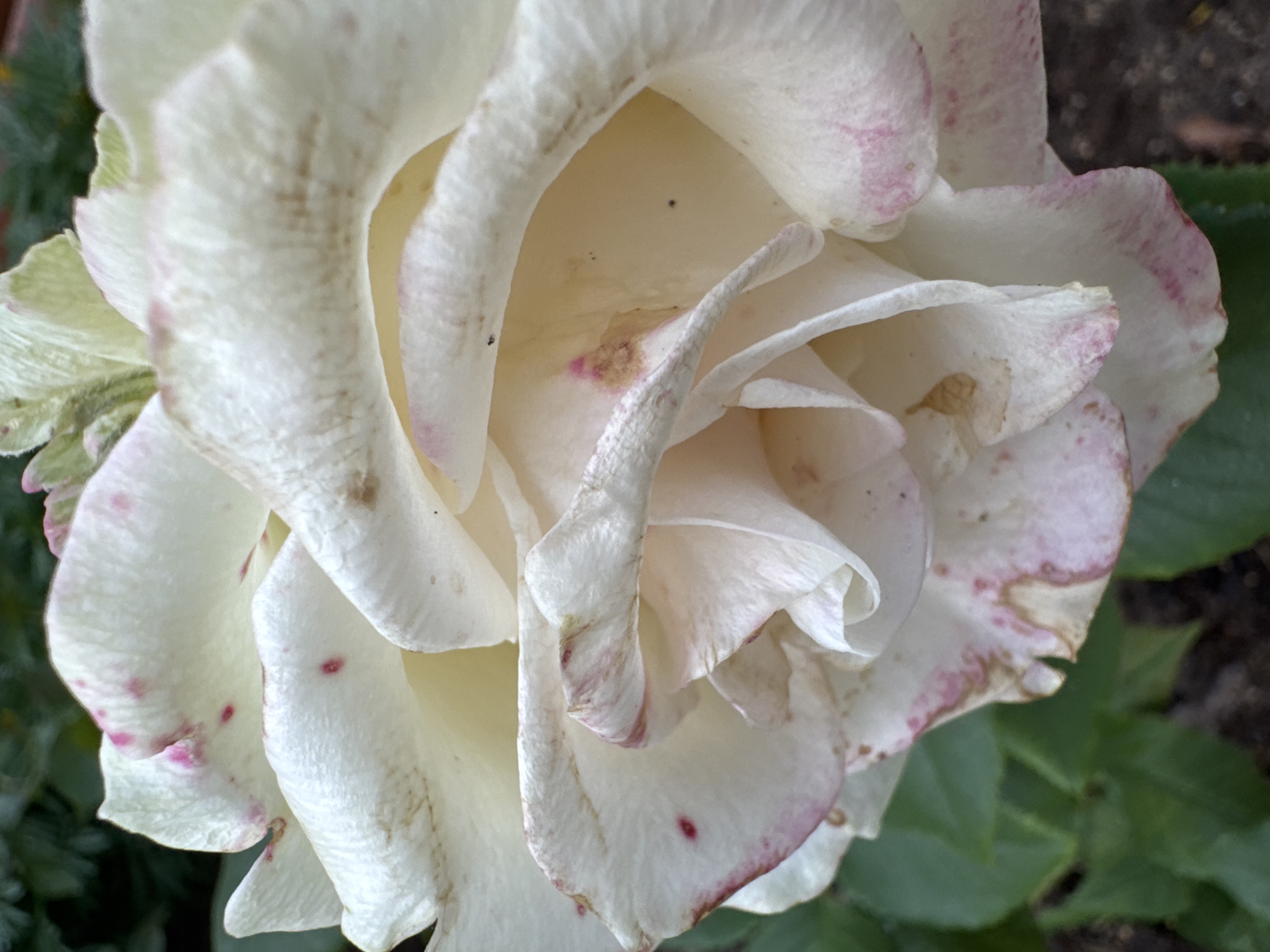 A close-up, macro photograph focuses on the delicate petals of a white rose. The petals exhibit subtle pink speckles and edging, with some areas showing signs of browning and slight wilting, suggesting the bloom is past its prime. The soft, layered structure of the rose is evident, with curves and folds creating depth. In the background, out-of-focus green foliage and dark soil are visible, indicating the rose is growing outdoors in a garden setting. There are no people or animals present in the image. The lighting appears to be natural, possibly overcast, as there are no harsh shadows. The location is not discernible from the image.