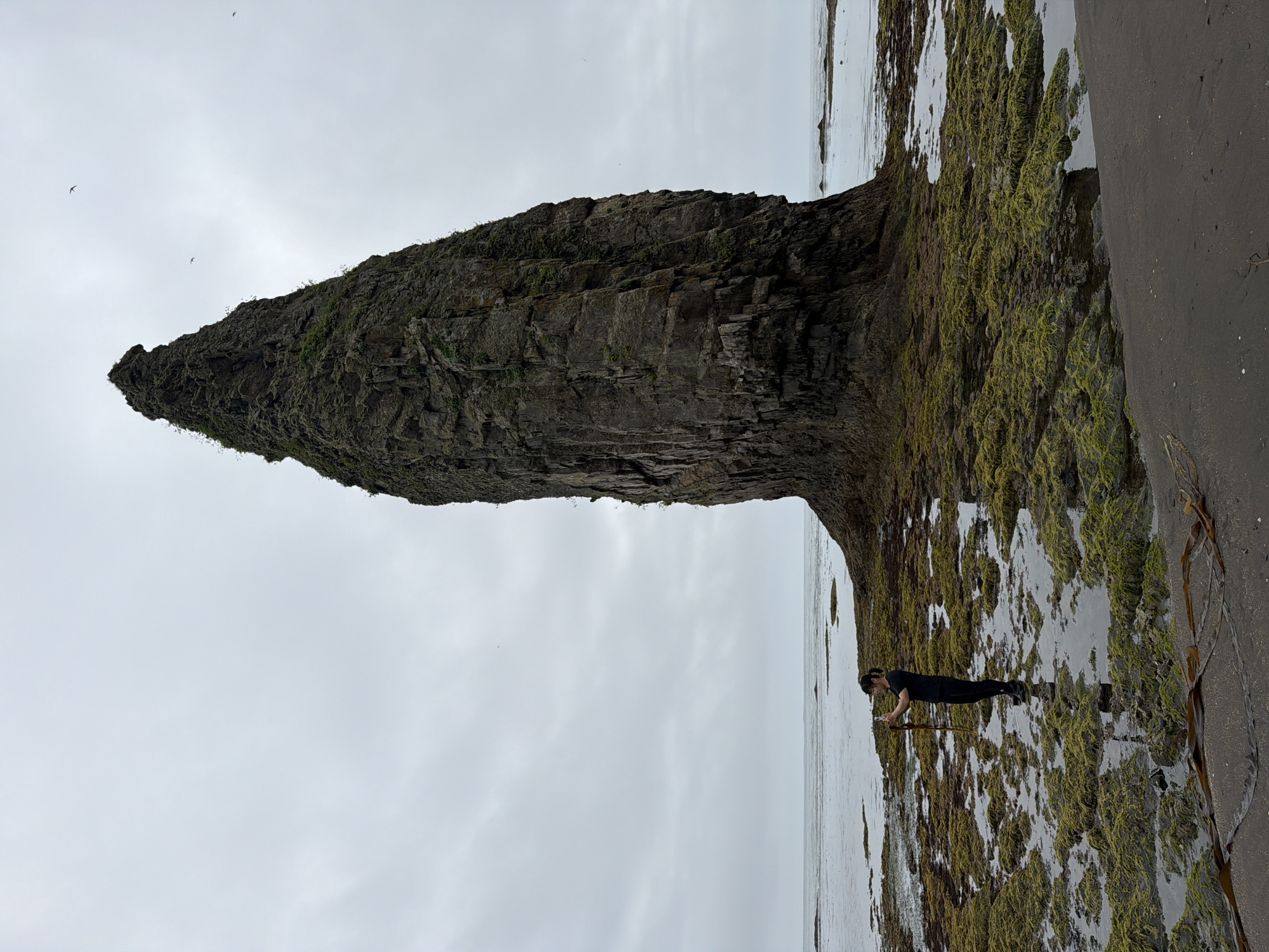 A person stands on a tide pool-covered rocky shore, facing a massive, sheer rock formation. The person, wearing a black shirt and pants, is holding a piece of seaweed in their hands, appearing to examine it. The rock formation, with its rough, textured surface and patches of vegetation, dominates the right side of the frame. The tide pools, filled with shallow water and covered in bright green seaweed, create a mosaic on the shore. In the distance, the calm ocean meets an overcast sky, with a few birds visible flying overhead. The overall scene suggests a natural, rugged coastal environment. The location is Yuzhno-Kurilsk, Russia.