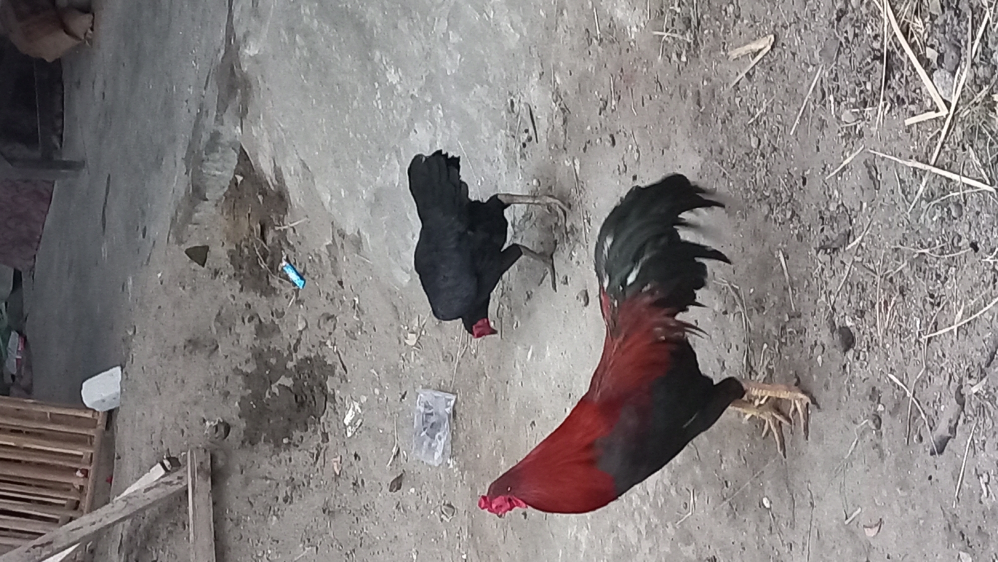 The image depicts two chickens on a dirt and concrete ground. In the foreground, a rooster with a red neck and black body is standing and facing left. In the background, a black chicken is pecking at the ground. The environment appears to be an outdoor area with some wooden structures and debris scattered around. The scene is set in the city of Pare, Indonesia.