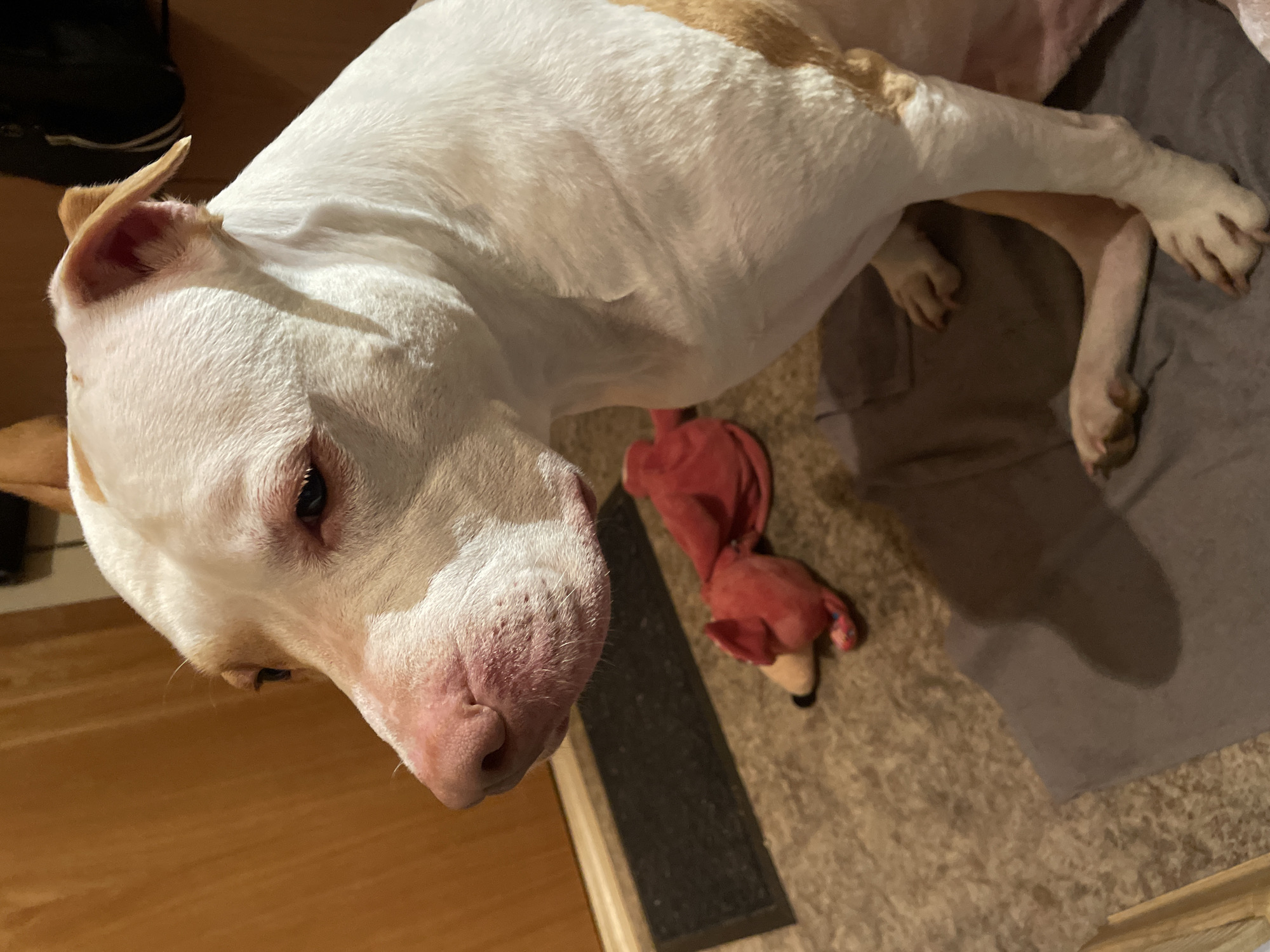 In this image, a white and tan pit bull dog is the sole subject, positioned in a downward-facing, close-up shot. The dog's head is in the foreground, with its nose and eye clearly visible. The dog appears to be lying down on a carpeted floor, with a gray mat and a red stuffed toy nearby. The lighting suggests it might be indoor, possibly evening, due to the artificial light creating shadows. The dog's expression is difficult to discern, but its relaxed posture implies a calm moment. No text is visible in the image.