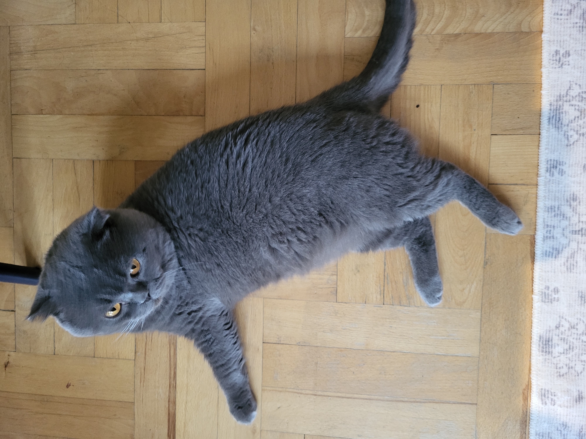 An overhead shot captures a gray domestic cat, likely a Scottish Fold or British Shorthair due to its features and potentially folded ears, resting on a wooden parquet floor. The cat's body is stretched out, with its head turned to look directly upwards at the camera. Its eyes are a striking bright amber-orange, contrasting with its uniformly dark gray fur. White whiskers fan out from its muzzle.
The floor is made of light brown wooden planks arranged in a parquet pattern, displaying natural grain and some minor scuff marks. A portion of a light-colored rug with a subtle, dark gray patterned design is visible along the right side of the frame, bordering the wooden floor. A small, dark object, possibly a furniture leg, can be faintly seen near the top-left of the cat's head. The cat appears calm and relaxed. The lighting suggests an indoor, daytime setting. There is no visible text in the image.
