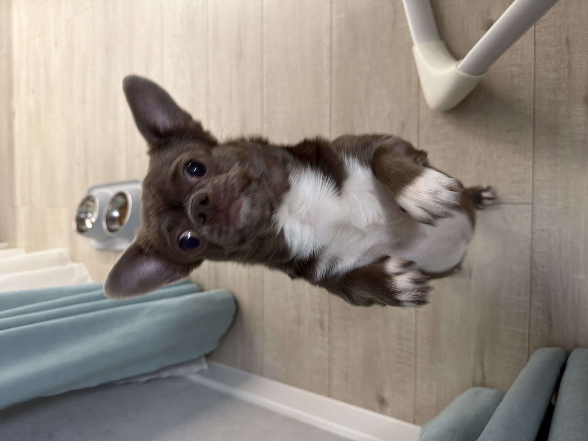 A brown and white chihuahua is lying on its back on a light wood-look floor. The dog is looking towards the camera with its front paws curled up. To the left, a light blue curtain and chrome bathroom fixture are visible. A white chair leg is visible in the upper right corner. The scene appears to be indoors, possibly in a bathroom. There is no explicit indication of the location being in the city of Votkinsk, Russia.