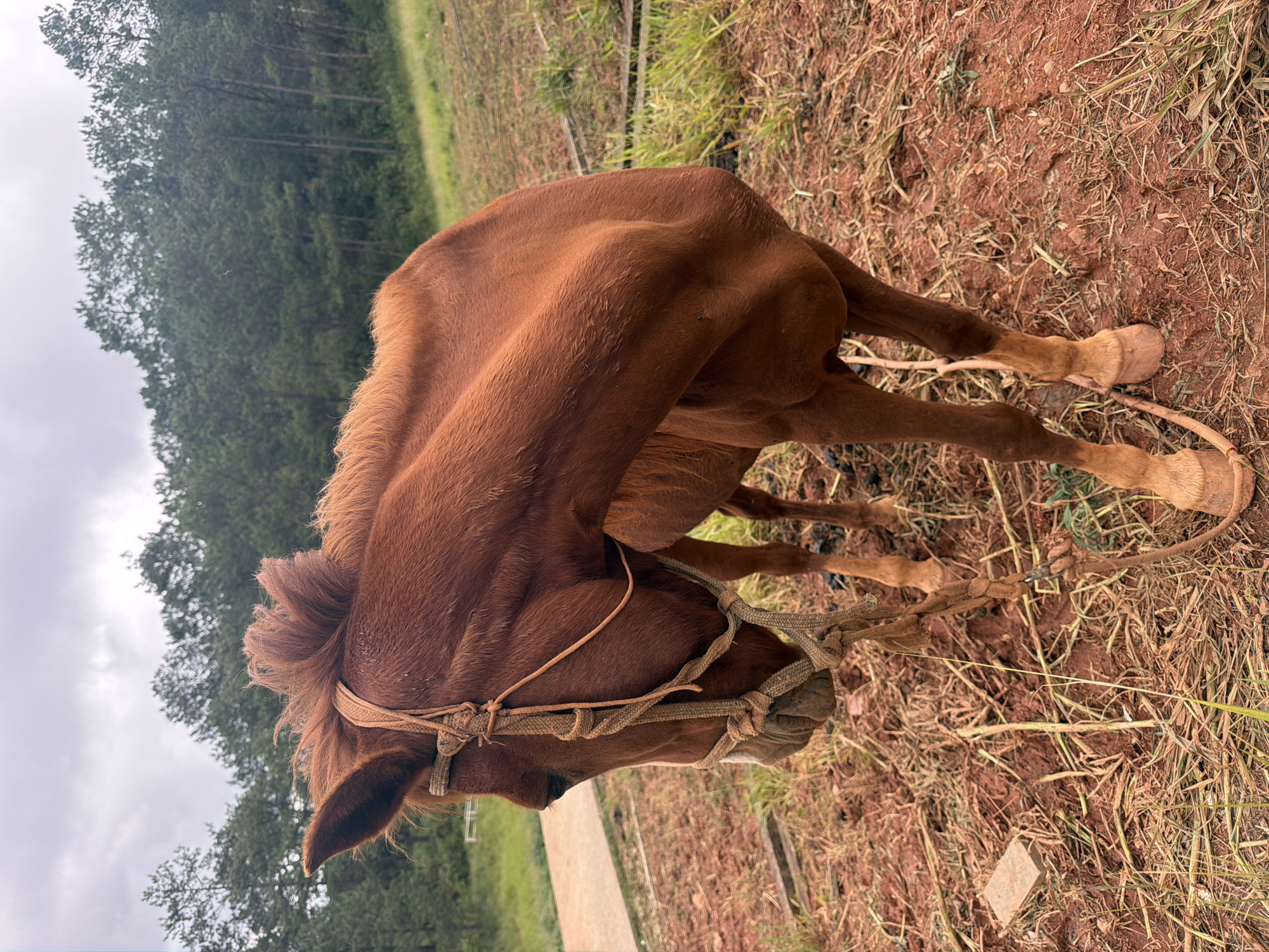 A brown horse stands in a field with sparse dry grass and red soil. The horse is wearing a rope halter. In the background, a dense line of green pine trees creates a backdrop against a cloudy sky. A paved path is visible to the left of the horse. The image appears to be taken outdoors in Da Lat, Vietnam, a city known for its pine forests and cooler climate.