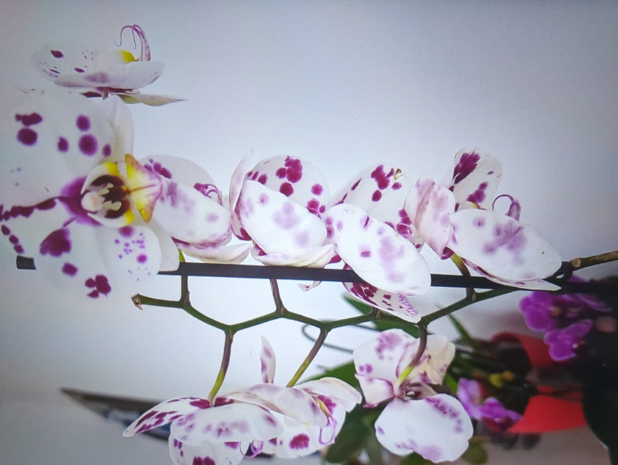A close-up, medium shot captures a spray of white orchids with magenta spots, set against a plain, light-colored background. The orchids are on a thin, dark stem, with multiple blooms in various stages of opening. Some of the flowers have delicate, curled petals and yellow centers. In the background, slightly out of focus, is a bright red pot containing other plants, including a cluster of smaller purple flowers. A dark, sharp object, possibly a pen or stylus, is visible on the left side of the image, leaning against the orchid stem. The overall lighting is soft and diffused.