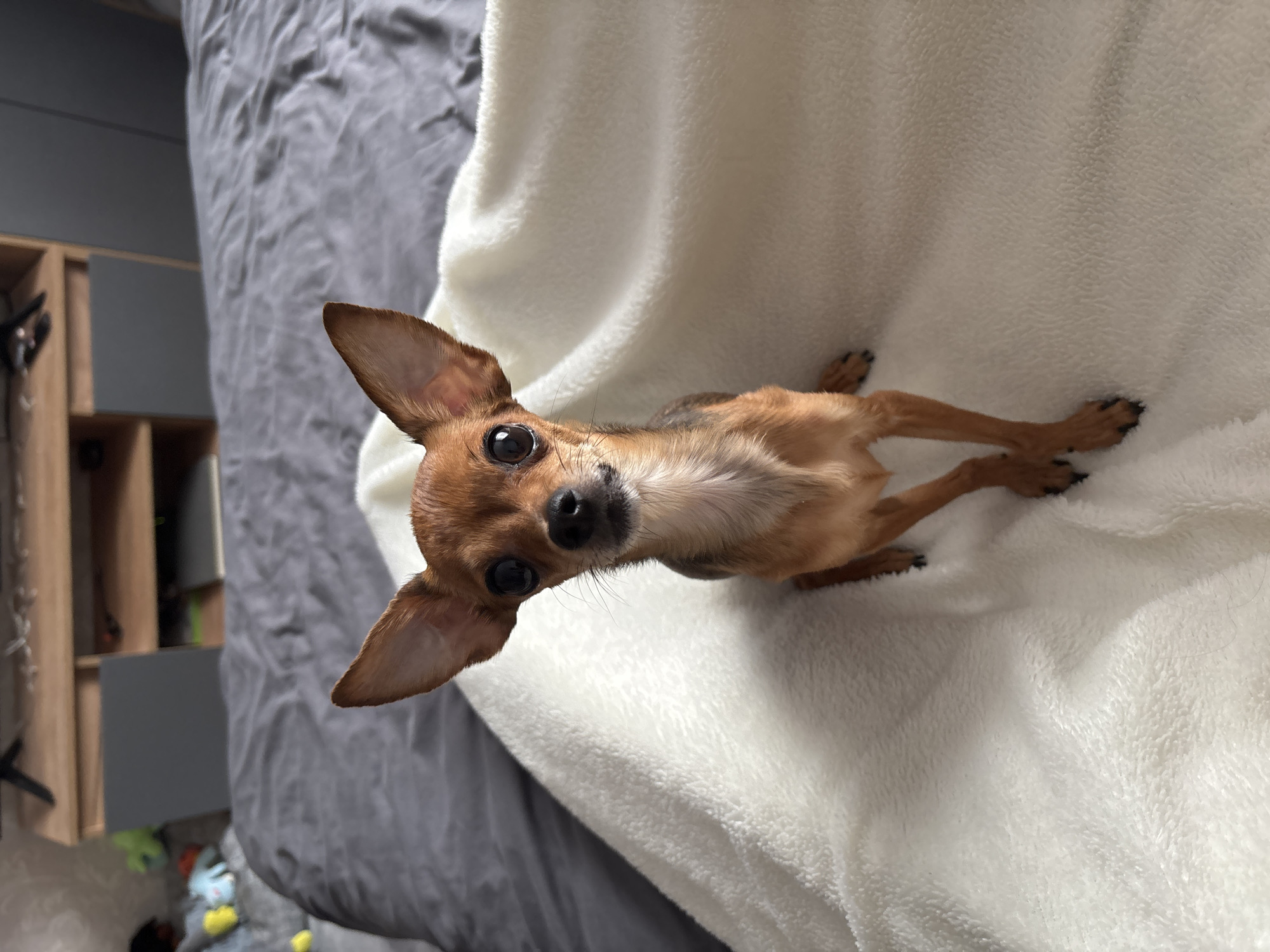 The scene depicts an interior environment, specifically a bedroom in the city of Chaikovsky, Russia. A small, reddish-brown and dark-furred canine, consistent with a Russian Toy Terrier, is positioned centrally, sitting upright and facing the camera. The animal has large, dark, prominent eyes and erect ears; its front paws are crossed. It rests on a white, textured fleece blanket. In the background, a rumpled grey duvet covers a bed. To the upper left, a light wooden furniture unit with grey cabinet panels and open shelving is visible. Several soft toys, including yellow, blue, and green items, are present on the bed near the furniture unit. A television stand or similar fixture rests on top of the furniture. The lighting is ambient and diffuse. No human subjects are present or depicted interacting with the animal.