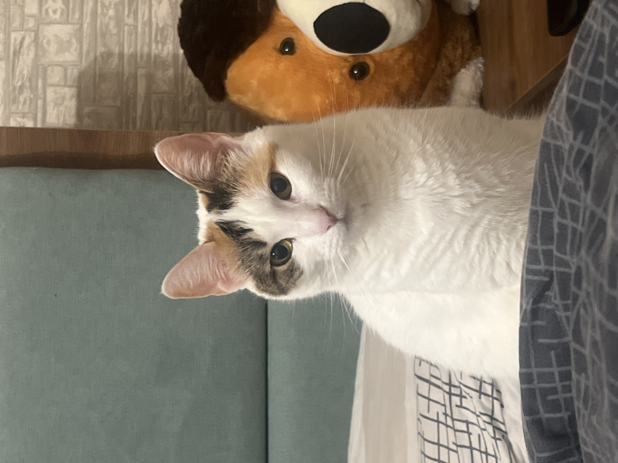 The image depicts an indoor domestic setting, likely a bedroom. A domestic shorthair cat is centrally positioned, sitting upright and facing directly towards the viewer. The cat has predominantly white fur on its body, with distinct patches of black, brown, and orange coloration on its head and ears, characteristic of a calico pattern. Its left eye (viewer's left) appears green, while its right eye (viewer's right) is brown, indicating heterochromia. Its nose is pink, and white whiskers are prominent.
To the cat's immediate right, a large, orange, plush stuffed animal resembling a lion or bear is partially visible, featuring dark brown fur for its mane/hair, and black eyes and nose. It rests on a dark brown wooden surface, possibly a bedside table or part of the bed frame.
In the background, behind the cat and to its left, is a soft, teal-colored upholstered headboard or wall panel. Behind the cat and to its right, a light-colored wall with a textured pattern resembling bricks or stone blocks is visible. The foreground shows bedding: a white sheet or pillowcase with a dark grid-like pattern on the left, and a darker grey/blue blanket or duvet with a similar grid pattern directly beneath the cat. The lighting is soft and consistent with an interior setting. The precise location within the city of Sofia, Bulgaria, cannot be determined from the visual information provided in the image.