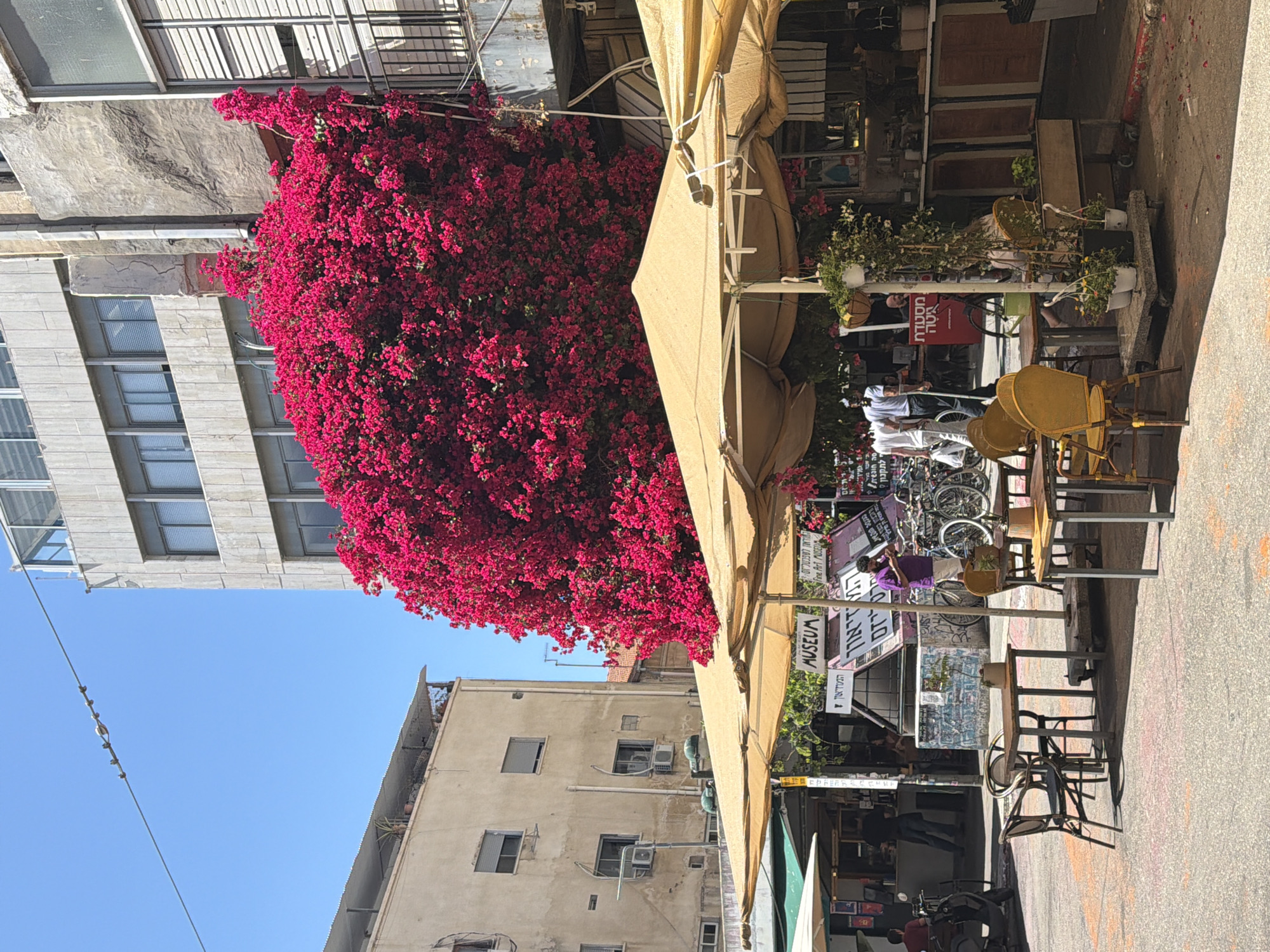 The image captures a street scene in Tel Aviv, Israel, notable for its distinctive urban elements. A bougainvillea plant with vibrant magenta flowers is prominently featured on the left, cascading down the side of a modern building with horizontal windows. Adjacent to the bougainvillea, a tan awning shelters an outdoor seating area, likely belonging to a café or restaurant. Tables and chairs, some of yellow color, are visible along the sidewalk. Pedestrians are captured in motion, engaging in activities like walking and bicycling. Signage, including a sign labeled "Museum," suggests cultural or commercial establishments nearby. The buildings vary in architectural style, with older structures featuring visible air conditioning units. Overhead, power lines are visible against a clear blue sky. The pavement is marked with signs of urban use.