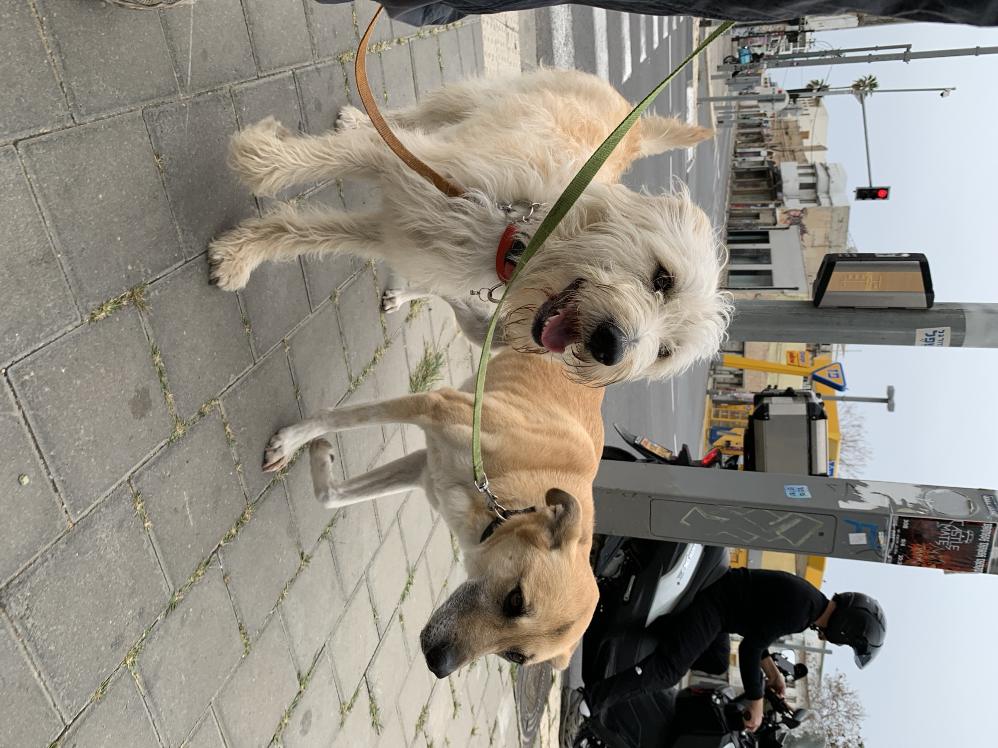 Two dogs on leashes are standing on a gray brick sidewalk. A light-colored, shaggy dog with a red collar is positioned slightly behind and to the right of a tan dog. A green leash connects the tan dog to someone out of frame.
Behind the dogs, a person in a black helmet and black clothing is seated on a motorcycle next to a gray metal pole. The pole has stickers and posters affixed to it. Beyond the pole and motorcycle, there is a city street with buildings and a traffic light showing red.
Based on the architectural style, street signs, and the Hebrew text on the poster affixed to the pole, the location appears to be in Tel Aviv, Israel.