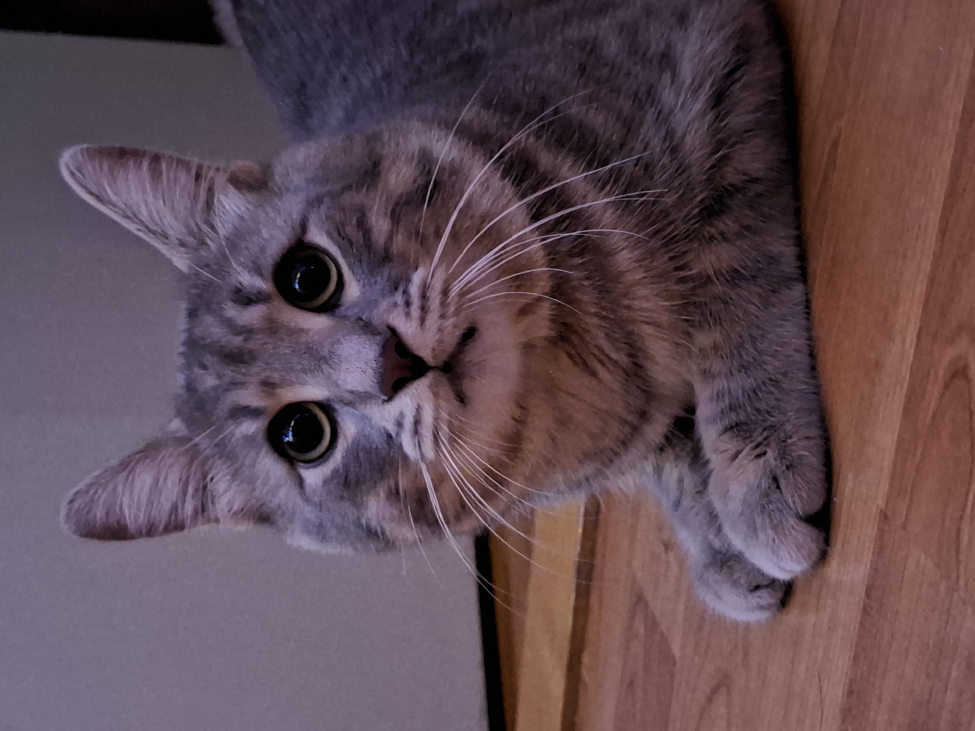 A medium shot of a grey tabby cat with large, round eyes. The cat is lying on a wooden surface, possibly a floor. The cat is positioned at an angle to the camera, with its head tilted to the left and its gaze directed upwards. The cat's ears are pointed upwards and slightly outwards. The background is a plain, light grey color on the left and the wood surface on the right. The cat's paws are visible in the lower right corner of the frame.
The location in the city of Novi Sad, Serbia cannot be determined from the given image.