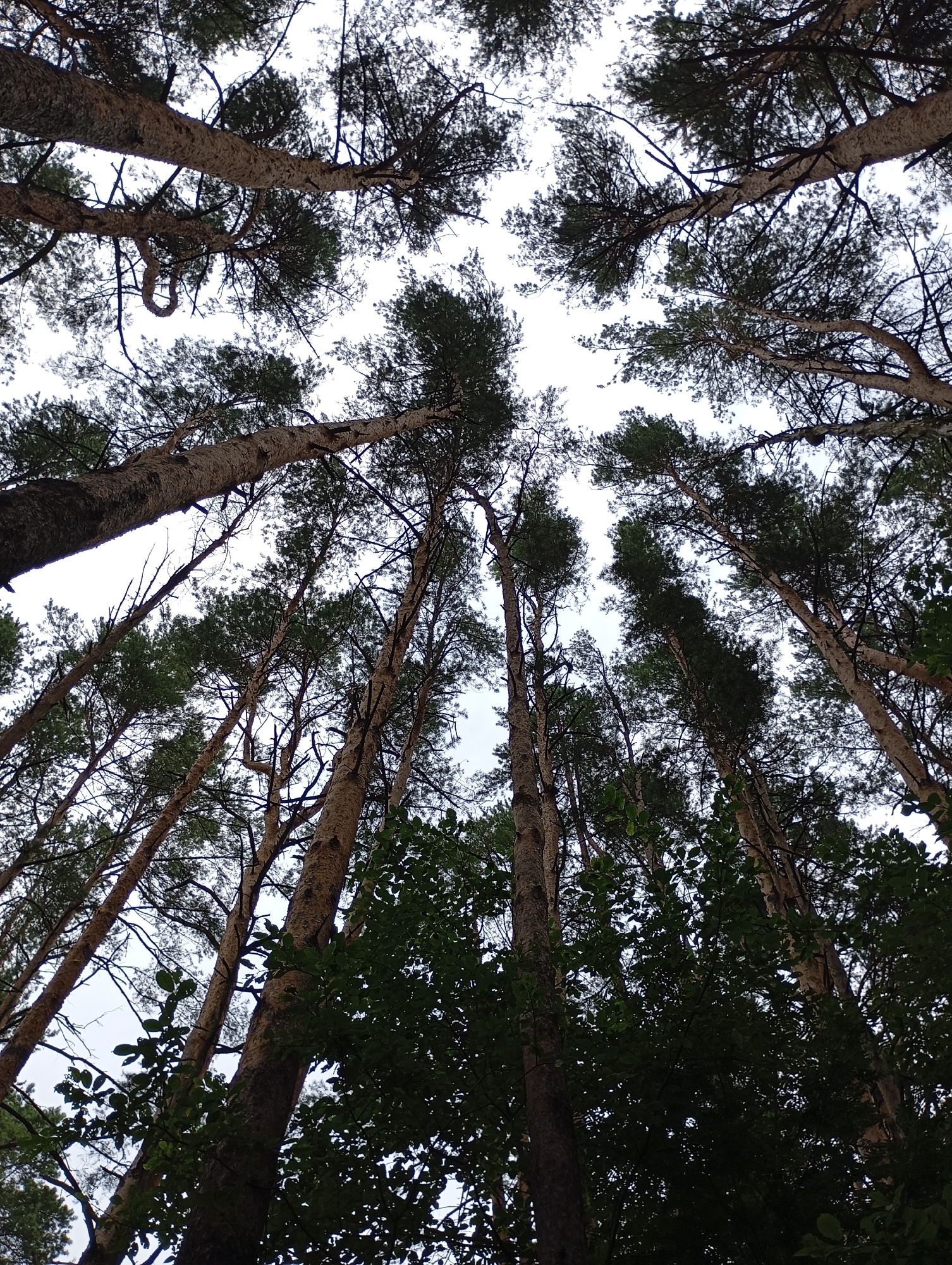 This is a low-angle photograph of a forest canopy in Rusalevka, Russia. The image is dominated by the trunks and branches of tall pine trees reaching towards a cloudy sky. The tree trunks are rough and textured, with variations in color from light brown to darker gray. Pine needles and branches form a dense, dark green canopy that obscures much of the sky, allowing only diffused light to filter through. In some areas, smaller leafy trees are visible closer to the ground, their dark green foliage creating a contrast with the lighter tones of the pine trees. The overall impression is one of being immersed in a dense forest environment.