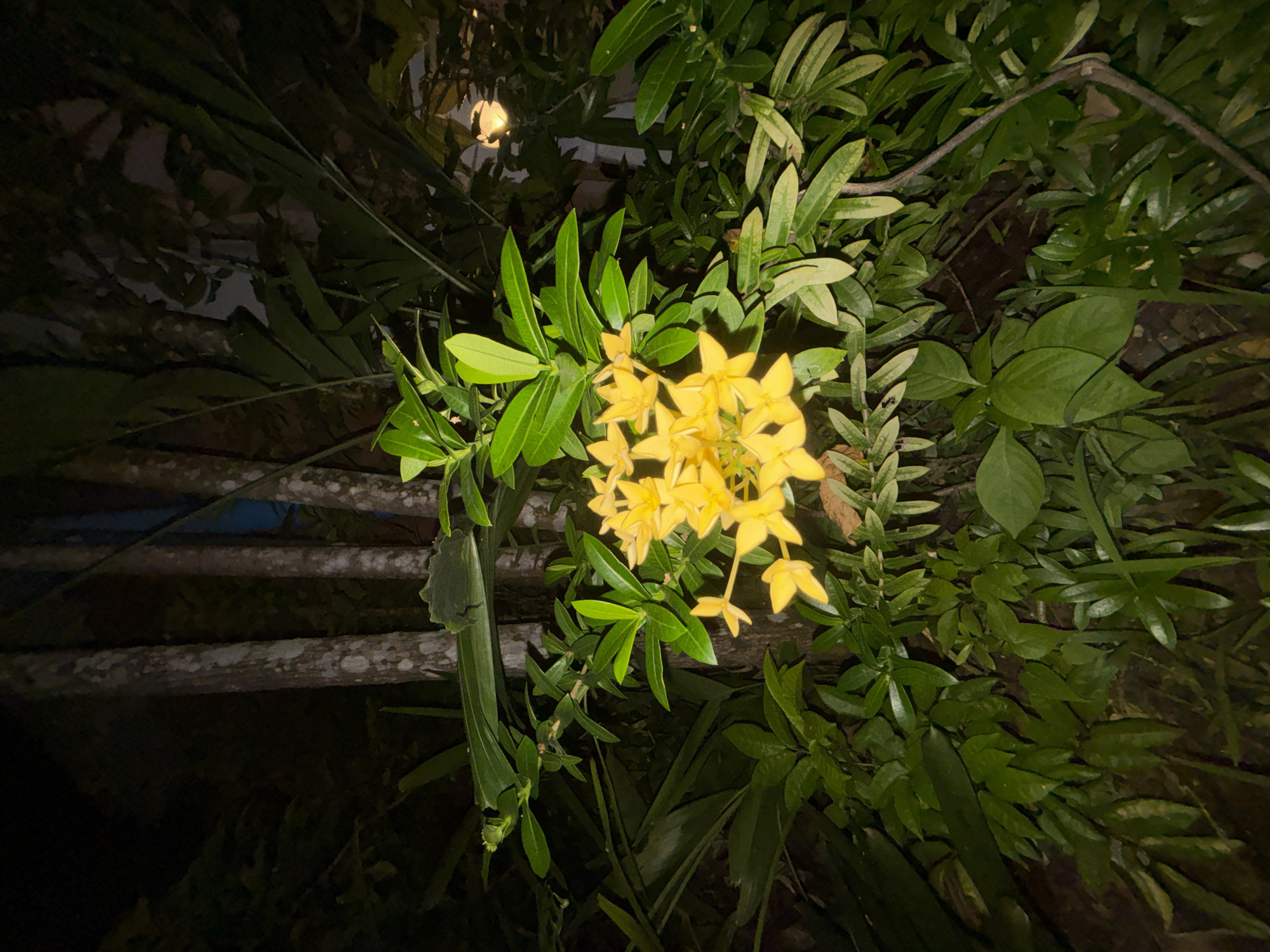 A cluster of bright yellow flowers is in full bloom against a dark, natural background. The flowers are small with multiple petals and appear to be growing on a bush with lush green leaves. Behind the flowers, several tree trunks are visible, their bark textured and weathered. The overall lighting suggests it's nighttime, possibly with artificial light illuminating the flowers, creating a stark contrast with the surrounding darkness. The location is Chalong, Thailand, implying a tropical or subtropical environment characterized by dense vegetation and trees. No people or animals are depicted in the image.
