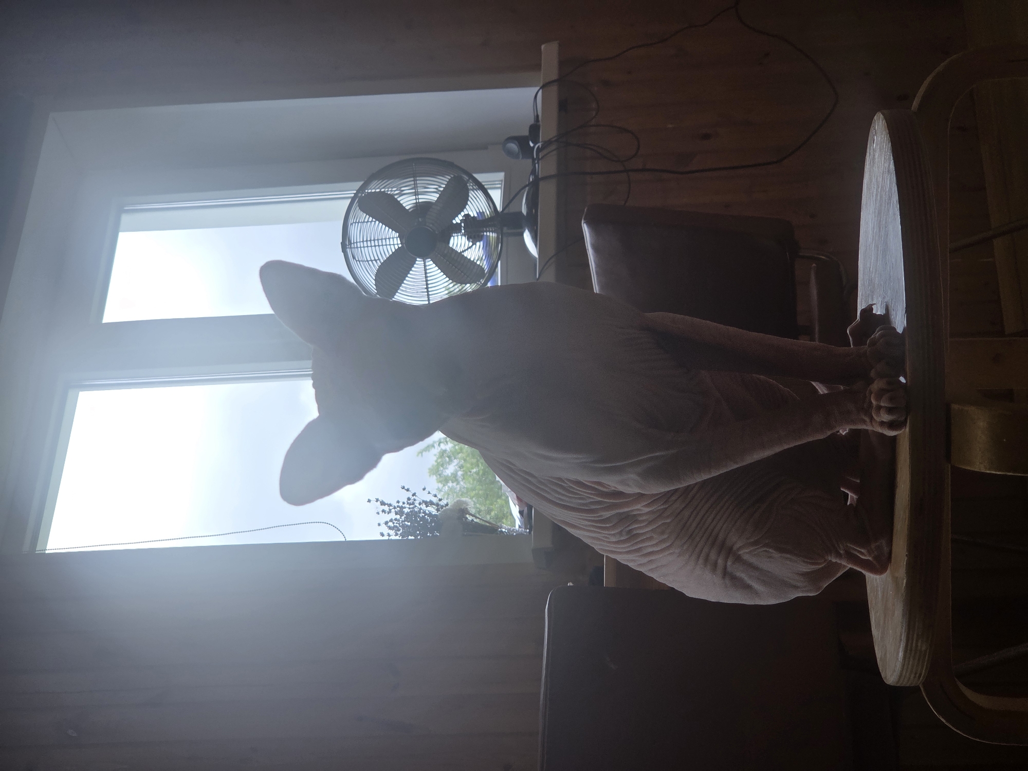 A hairless cat, likely a Sphynx breed, is seated on a round wooden stool in front of a window. The cat is facing the viewer, its body silhouetted by the bright light streaming through the window. Behind the cat, a small desk fan is positioned on the windowsill, along with some dried flowers in a vase. The room appears to be interior, with wooden walls visible. The cat's posture is upright, with its paws resting on the stool. The overall lighting is dim, with the exception of the bright window area, creating a dramatic effect. There are no visible people or other animals. The scene evokes a sense of quiet domesticity. The location is not specified as Frolovo, Russia.