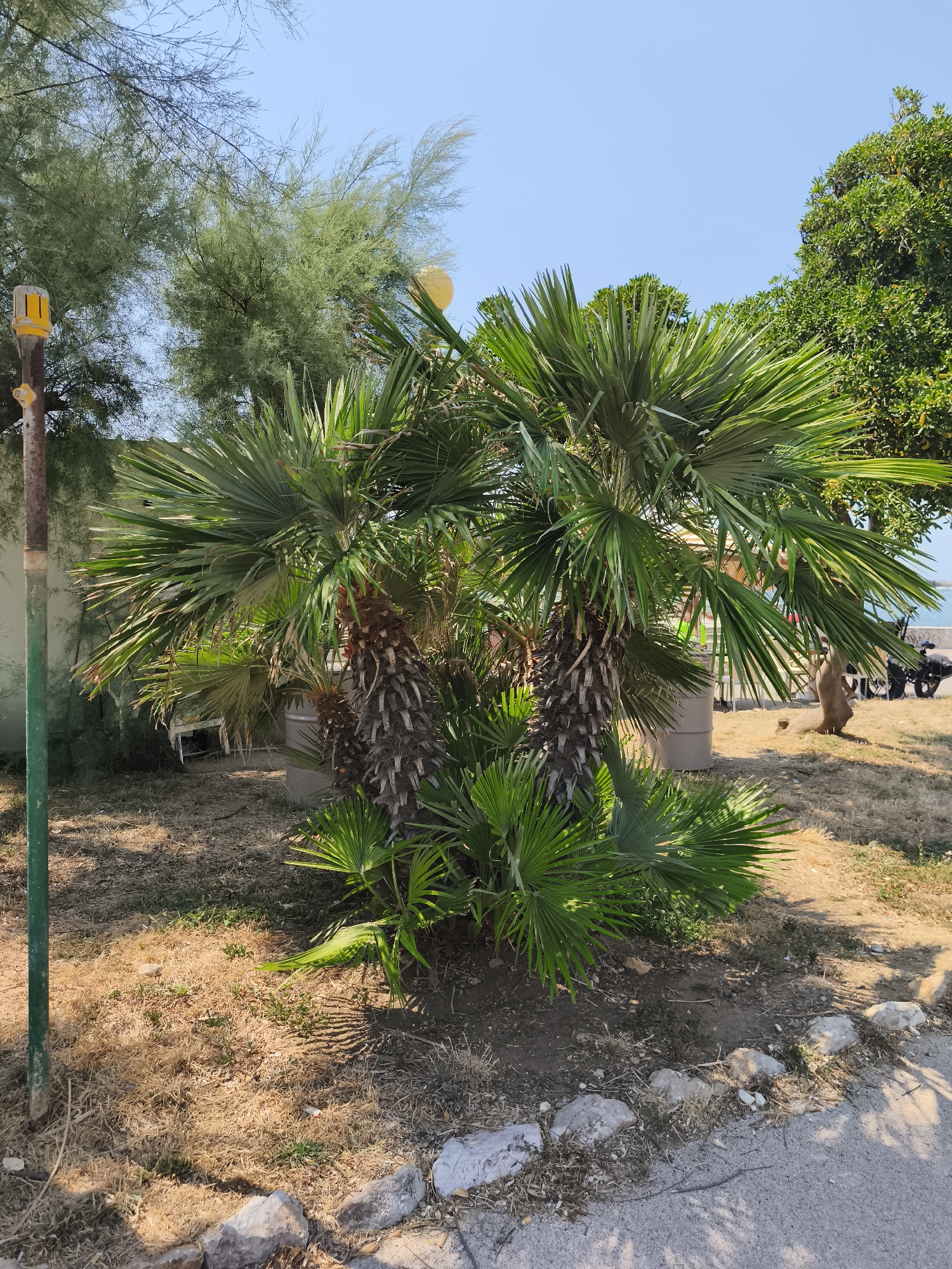 The image depicts a sunny outdoor scene with lush palm trees in the foreground, situated in the city of Livorno, Italy. The palm trees have thick, textured trunks and vibrant green fronds that cast shadows on the dry, parched ground. A metal pole with a yellow fixture stands to the left of the palm trees, and further in the background, there are more trees, a clear blue sky, and a glimpse of the sea. The environment appears to be a public space, possibly near a promenade or park, with hints of beach chairs and a distant vehicle.