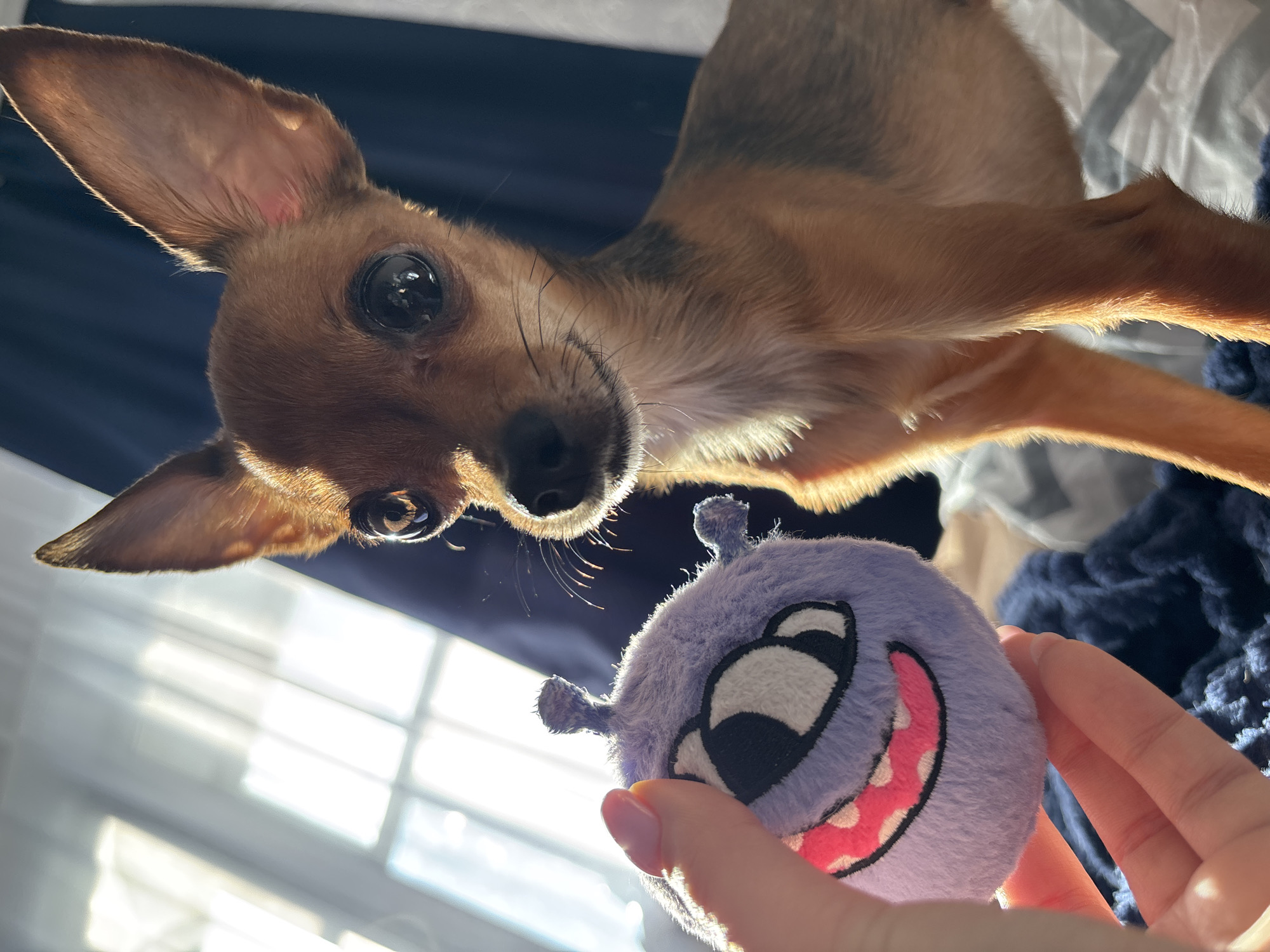 The image depicts an indoor scene featuring a small, short-haired dog and a human hand presenting a plush toy. The dog, a reddish-brown toy breed with large, erect ears and prominent dark eyes, stands in the foreground, facing forward and looking directly at the viewer. Reflections of a multi-paned window are visible in its eyes. Its fur exhibits variations in reddish-brown tones, with darker markings visible on its back. To the left, a light-skinned human hand, displaying a manicured thumbnail with light pink polish, holds a spherical, lavender-colored plush toy. The toy features an embroidered face with large white and black eyes and a pink smiling mouth, along with two small stubby protrusions. In the background, bright natural light streams through a window, behind which dark blue curtains are visible to the right. Textured blue fabric and patterned white-and-grey bedding are discernible beneath the subjects. The visual information in the image does not provide sufficient data to identify its specific location within Chaikovsky, Russia.
