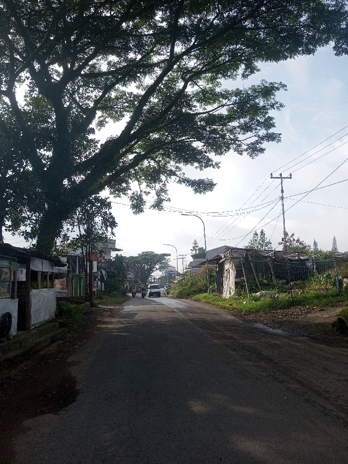 A road stretches into the distance, flanked by diverse structures. On the left, small buildings and verdant foliage line the roadside, while on the right, a dilapidated shack stands amidst overgrown vegetation. Utility poles and wires crisscross the sky. A large tree with dense branches dominates the left foreground, casting shadows on the road. A car and scooter are visible further down the road, heading towards the viewer. The overall atmosphere suggests a rural or suburban setting on a cloudy day.