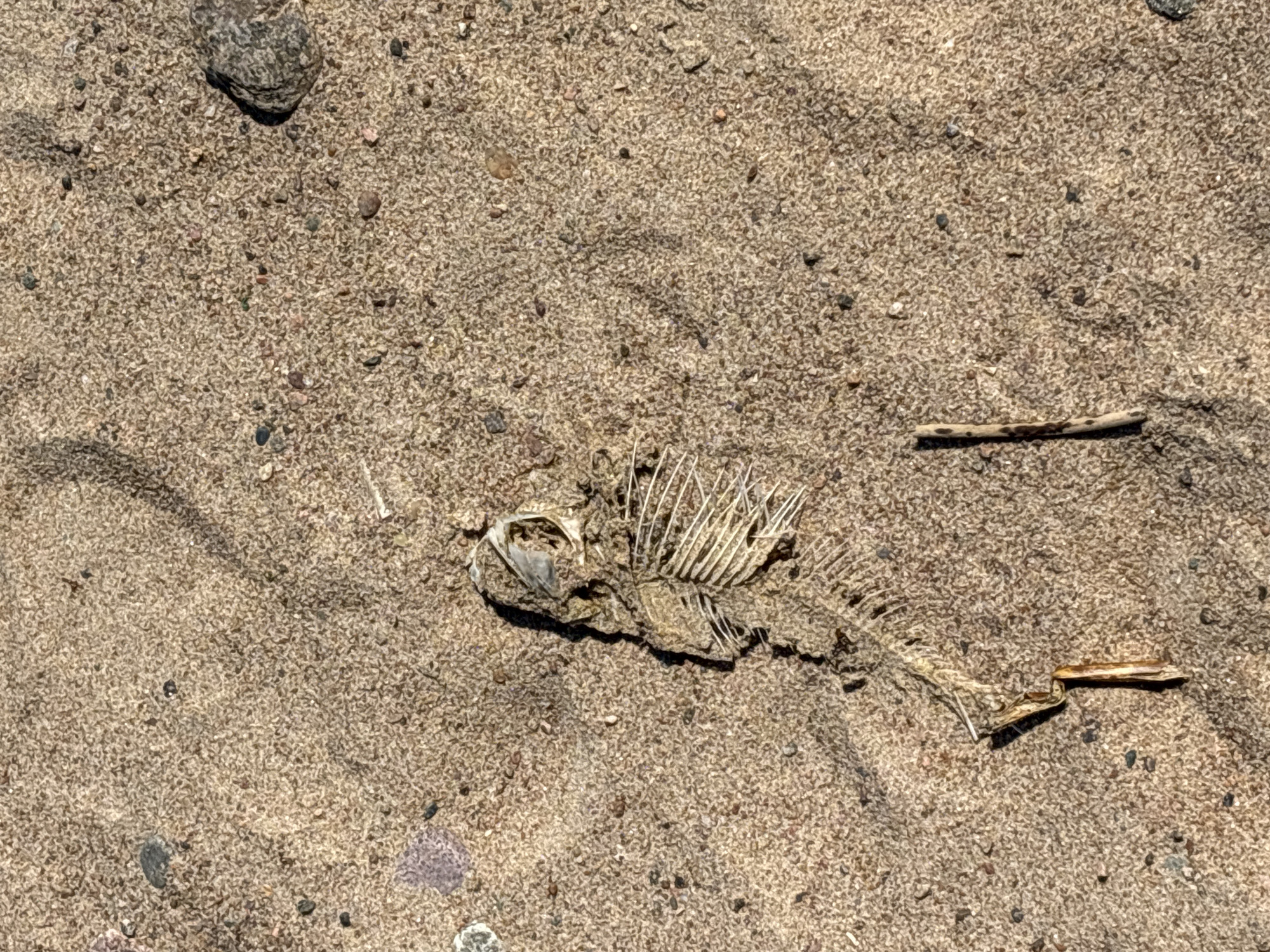 A close-up, high-angle shot captures the skeletal remains of a fish partially embedded in coarse, light brown sand. The fish skeleton, positioned horizontally across the mid-ground, prominently displays its rib cage, spinal column, and fragmented skull. The bones are bleached and dry, indicating a state of decomposition.
The sandy ground is granular and uneven, dotted with numerous small pebbles and larger stones of varying shades including grey, black, and reddish-brown. A larger, dark grey stone is visible in the upper-left corner of the frame, casting a distinct shadow. The harsh light source, likely the sun, creates sharp shadows beneath the fish skeleton and other objects, suggesting it is daytime under clear weather conditions.
Other debris scattered on the sand includes small pieces of wood or dried plant matter, one notable twig resting in the upper-right area and another near the tail of the fish. The scene depicts a static natural environment, likely a beach or shoreline in Komarovo, Russia, where the remains of marine or freshwater life have been left by the receding water. No human activity or visible text is present.