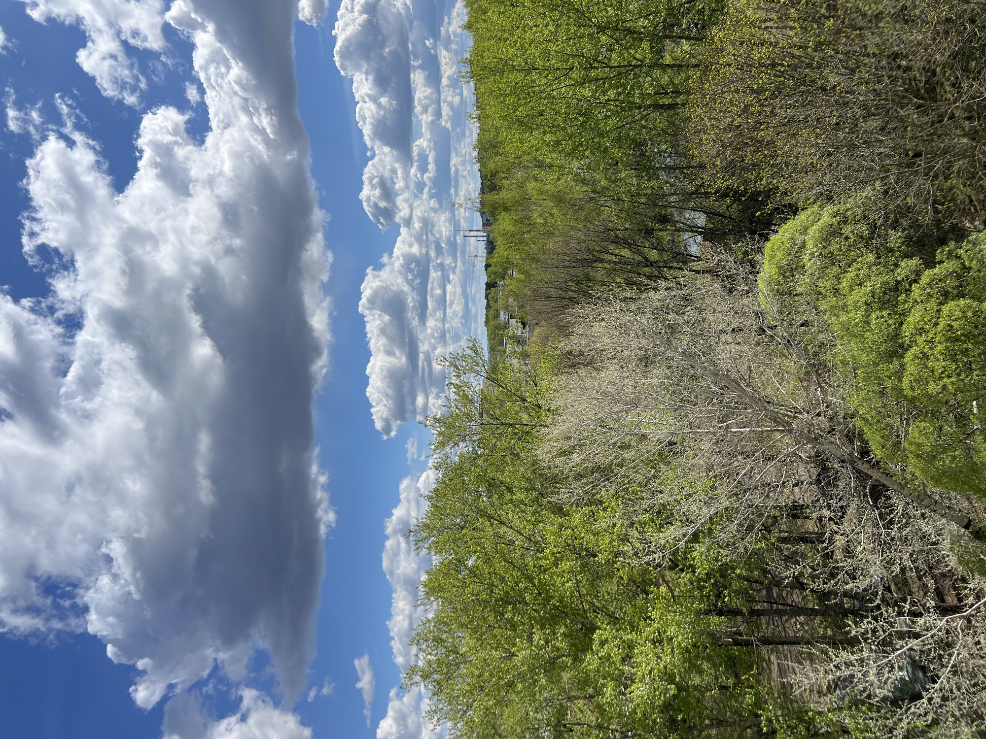 The image depicts a view from an elevated position, possibly a building in Vologda, Russia. The scene is divided between the sky and a section of trees and cityscape. The sky occupies about half of the frame and features a bright blue sky with large, puffy cumulus clouds, some of which are casting shadows.
The lower half of the image shows a line of trees in various shades of green, suggesting spring or early summer. In the distance, faint outlines of buildings and industrial structures, possibly power plants or factories, can be seen. No people, animals, or vehicles are clearly visible. The light suggests it is daytime. The image is taken from an unusual angle.